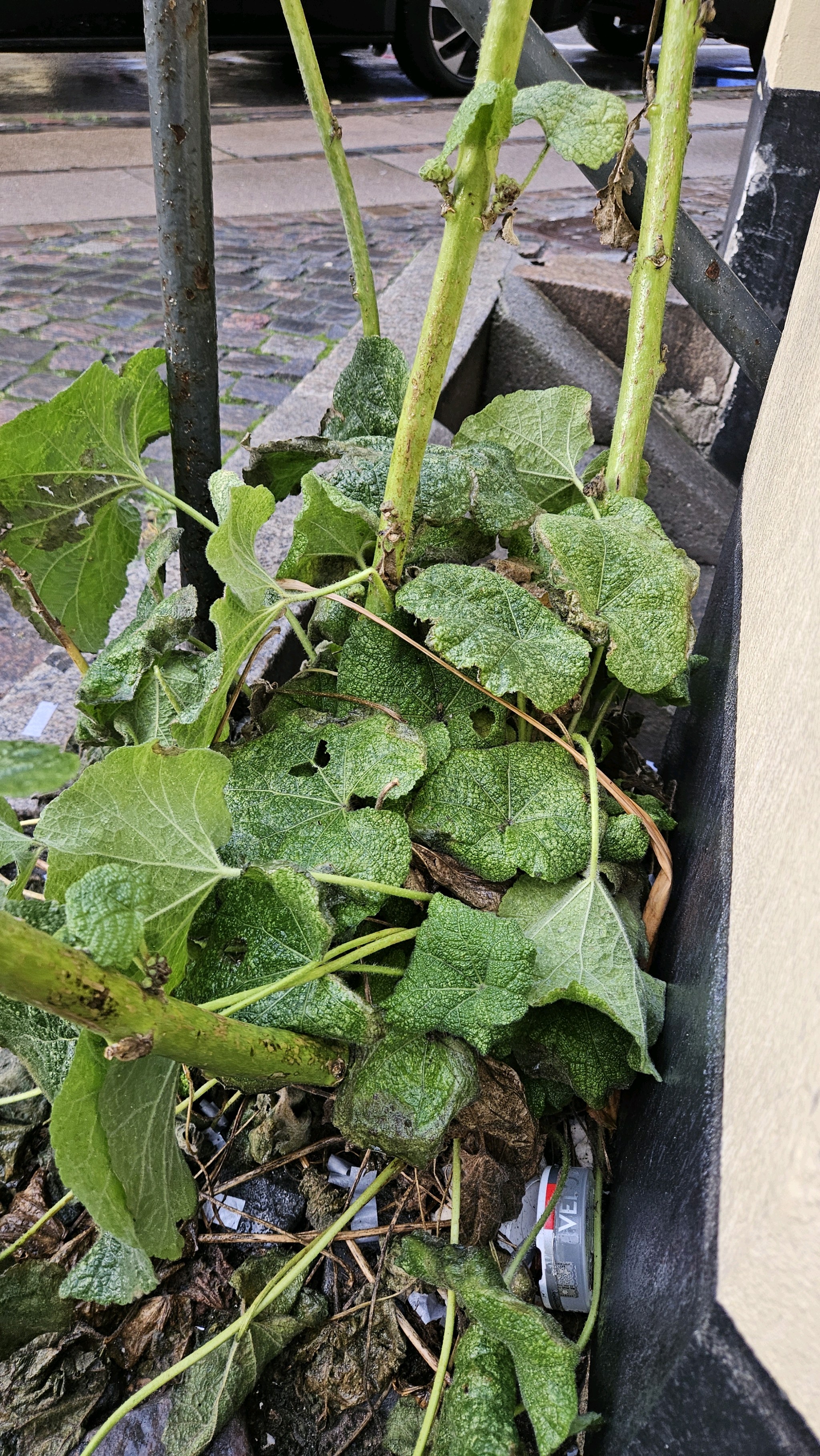 Alcea (hollyhocks) (alternate view 4)