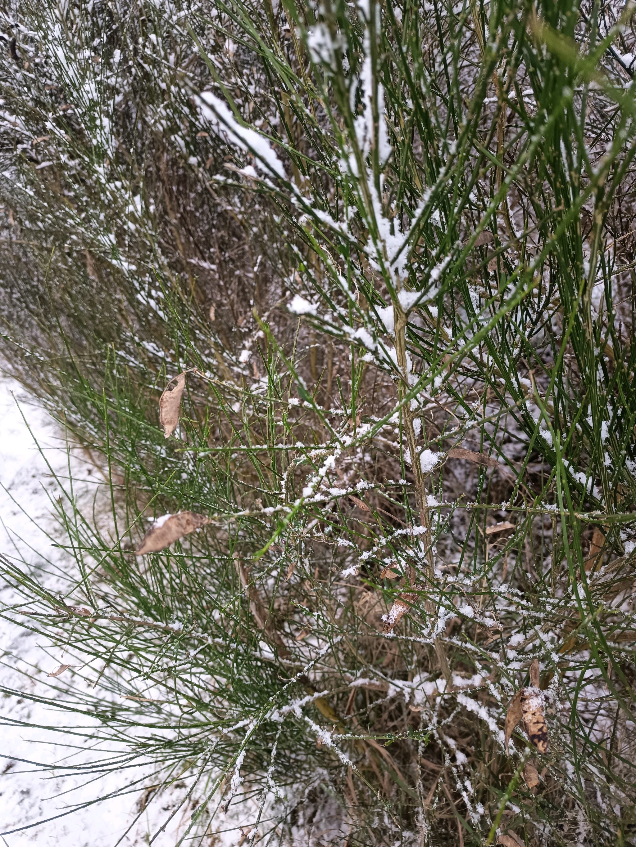 Cytisus (brooms)
