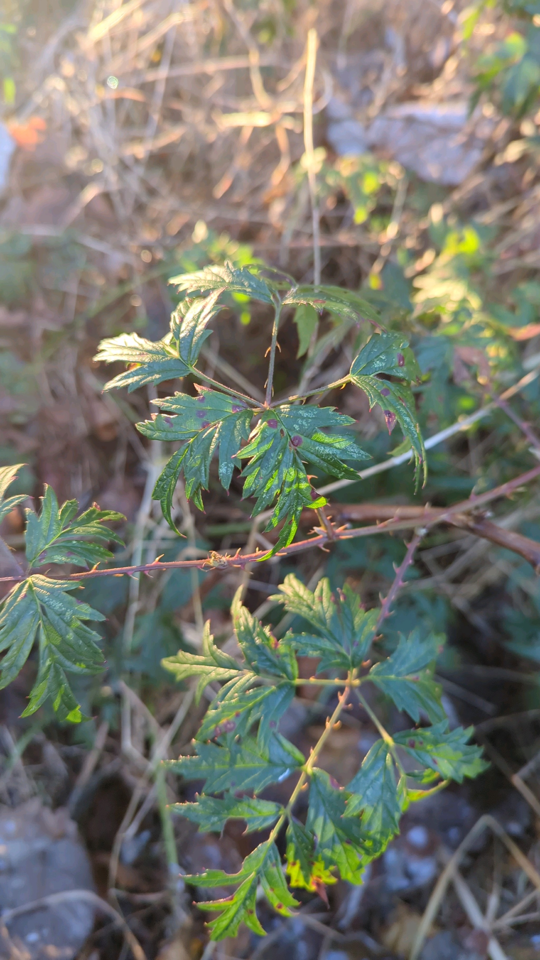 Rubus (brambles) (alternate view 2)
