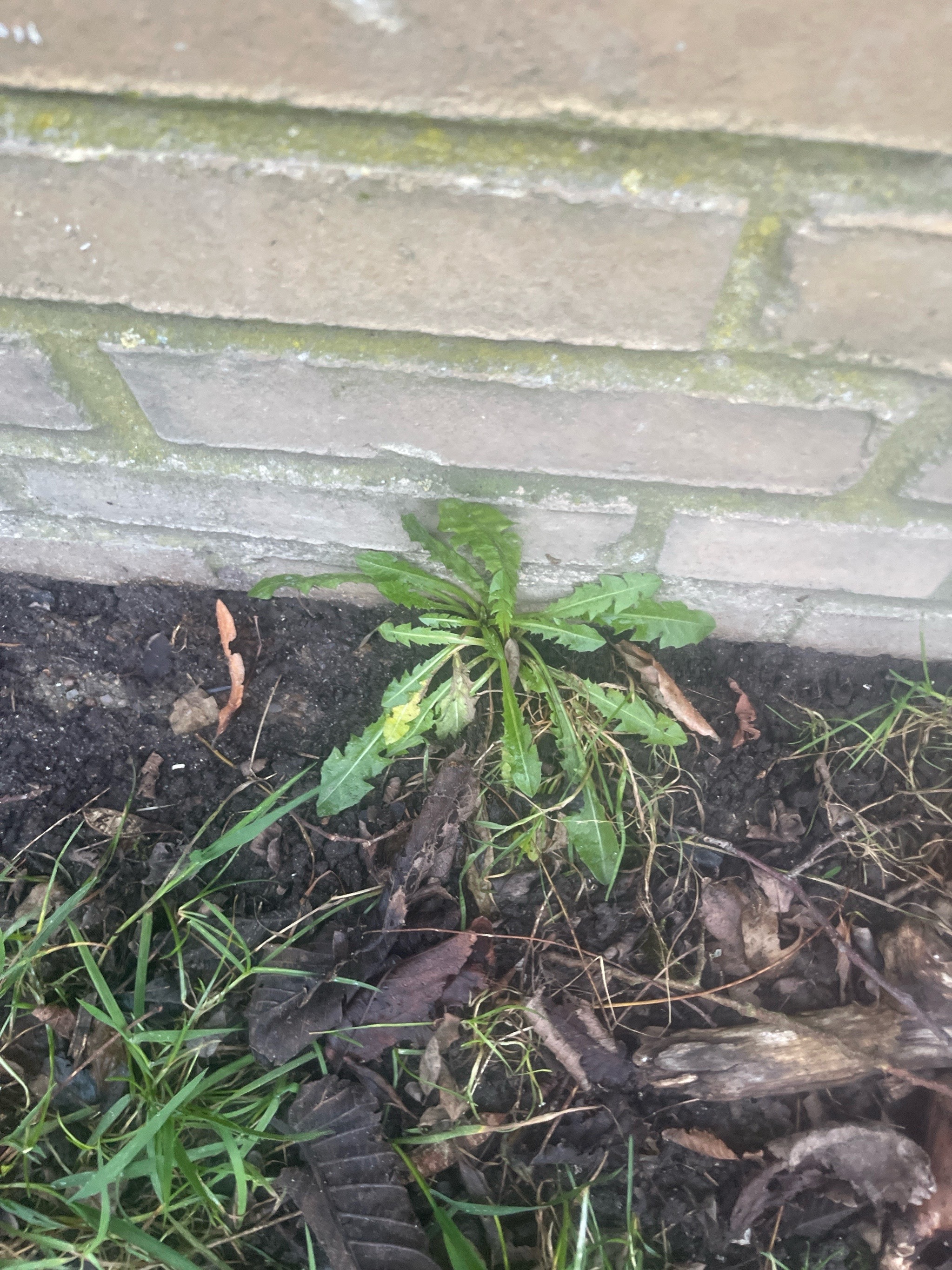 Taraxacum (dandelions)