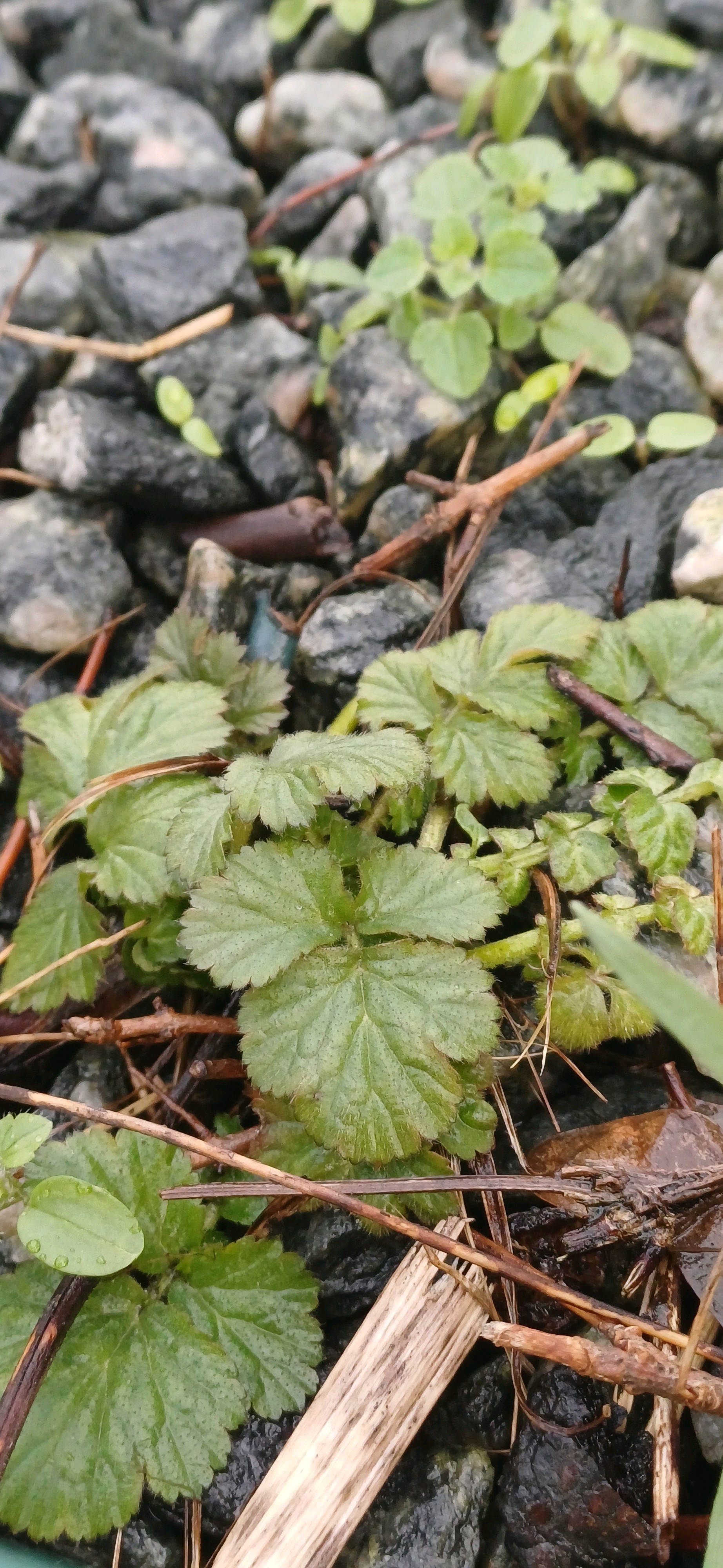 Geum (avens) (alternate view 3)