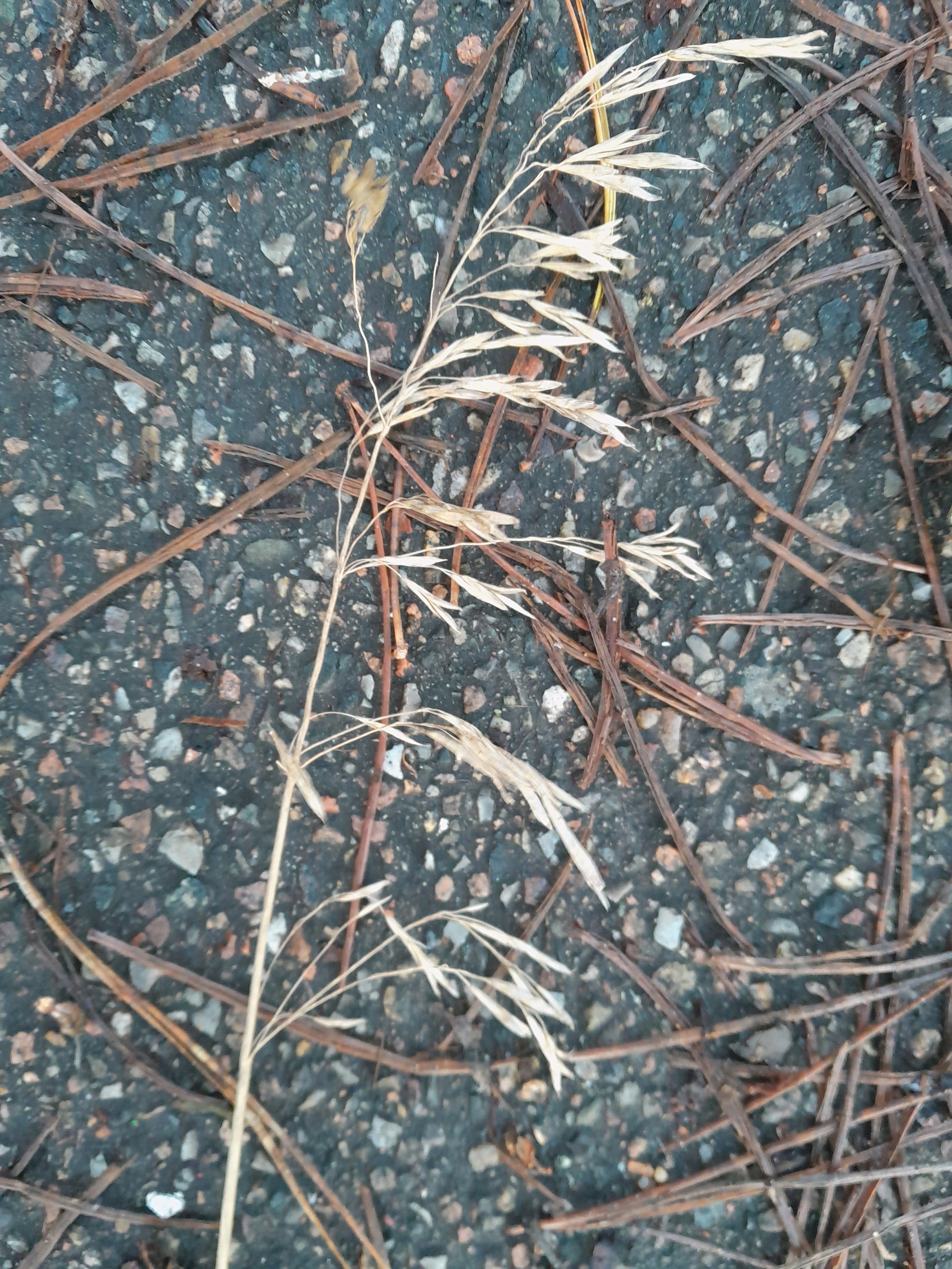 Bromus inermis (smooth brome) (alternate view 11)