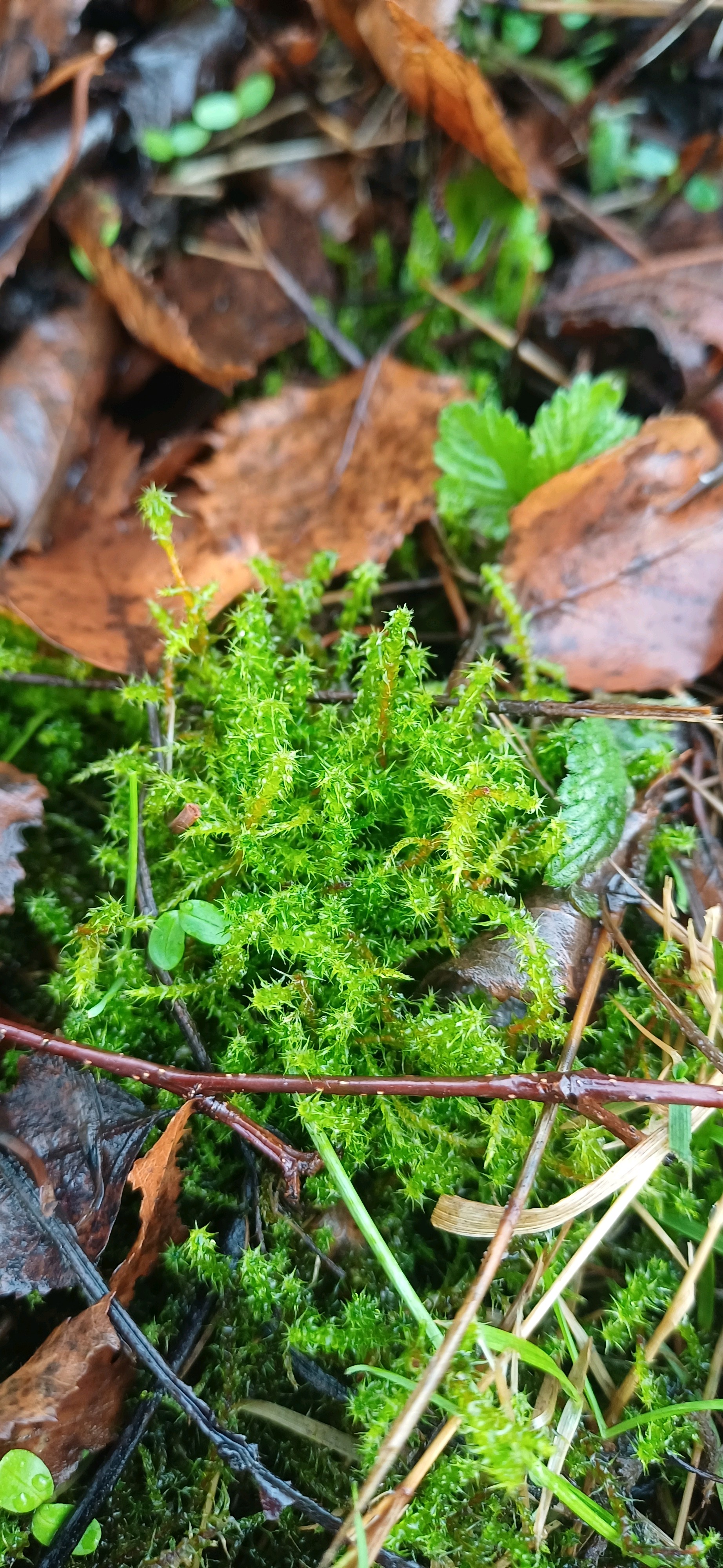 Rhytidiadelphus squarrosus (Square Gooseneck Moss) (alternate view 6)