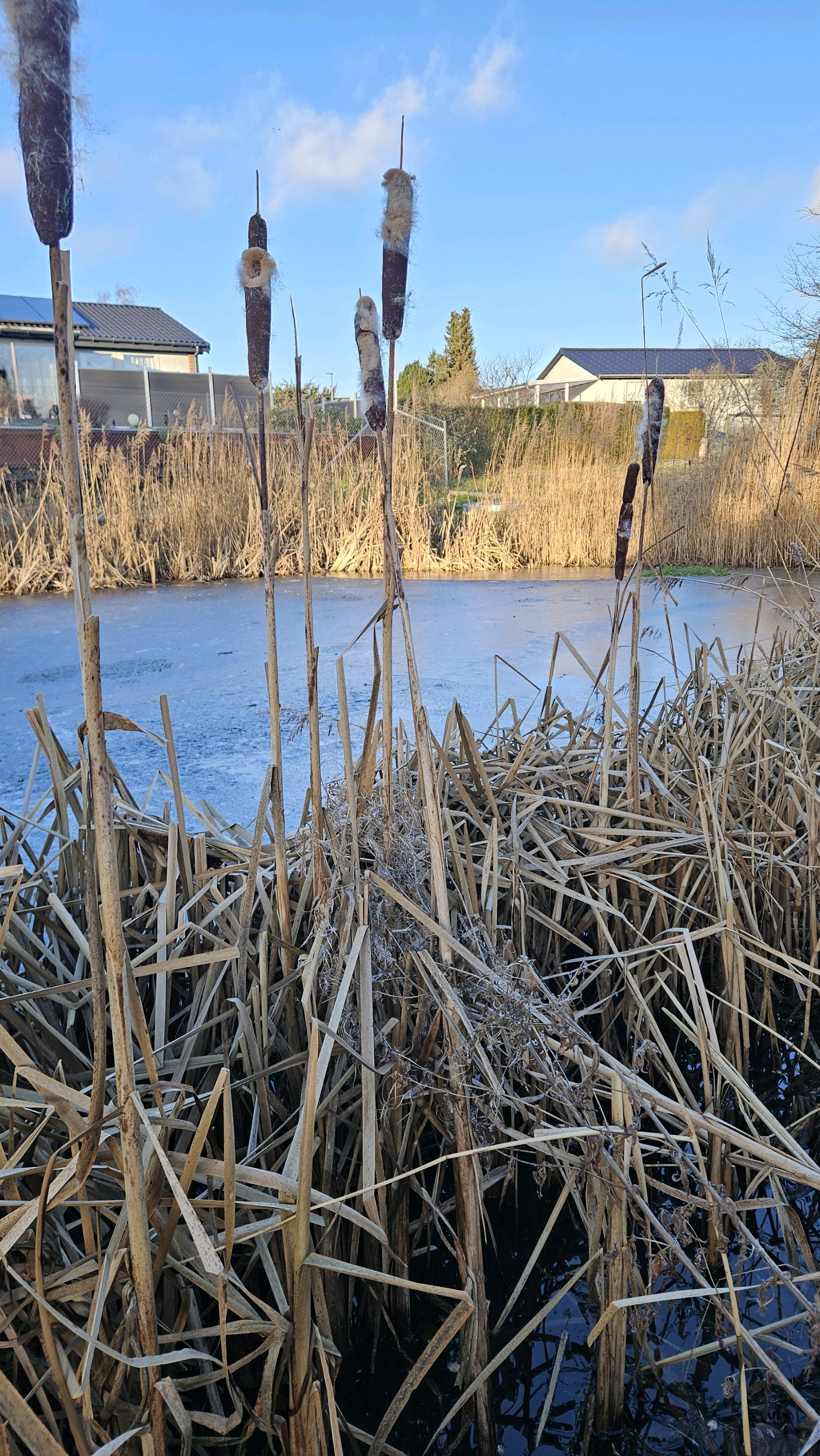 Typha (Cattails)