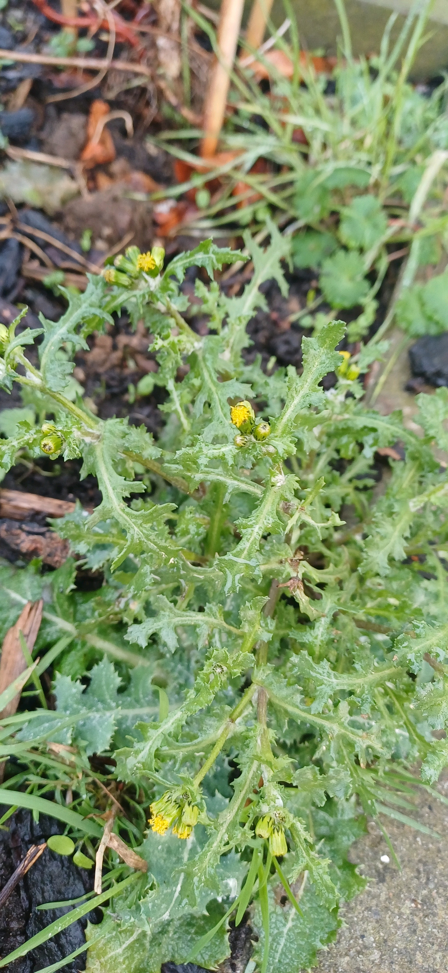 Senecio (groundsels) (alternate view 2)