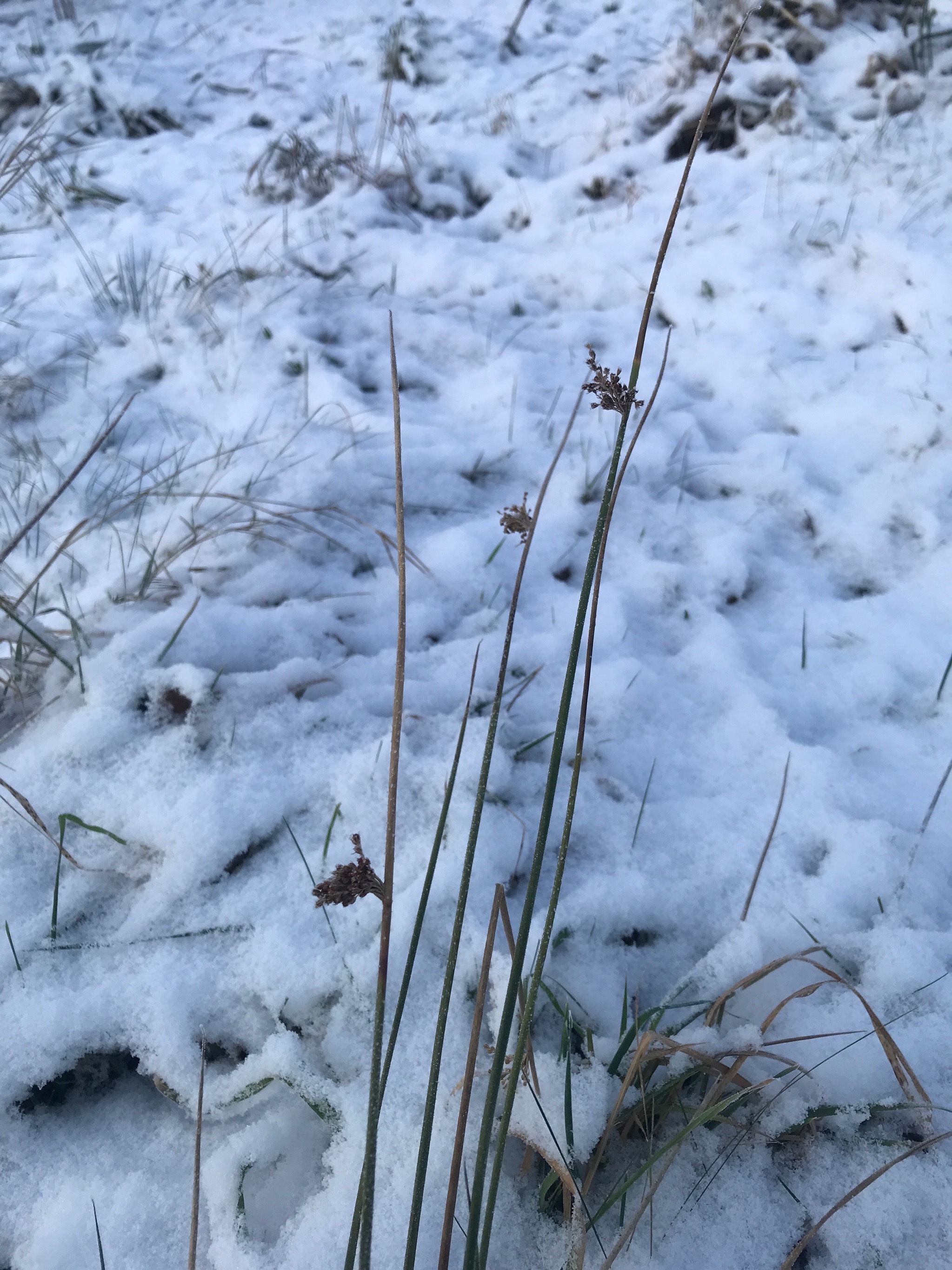 Juncus effusus (soft rush) (alternate view 10)