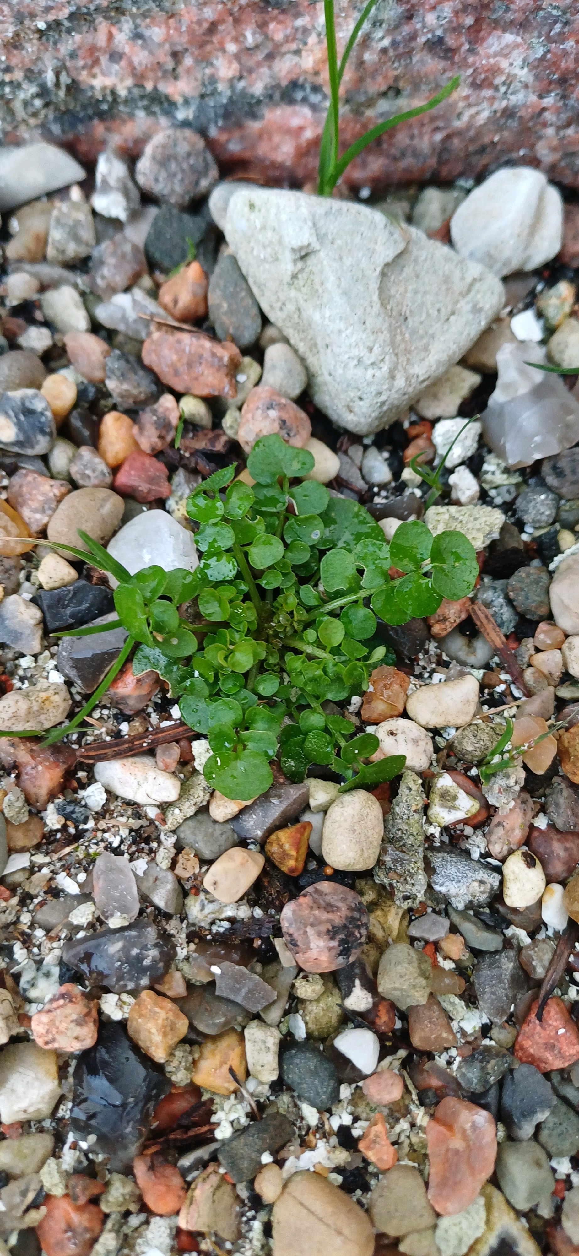Cardamine hirsuta (shotweed) (alternate view 15)