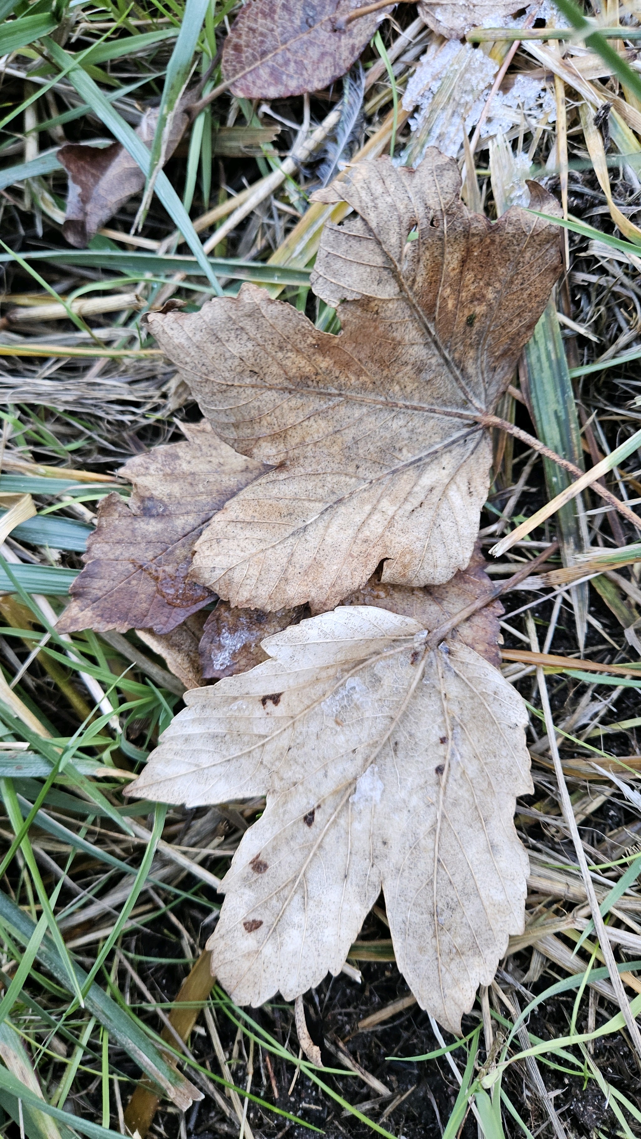 Acer (maples) (alternate view 4)