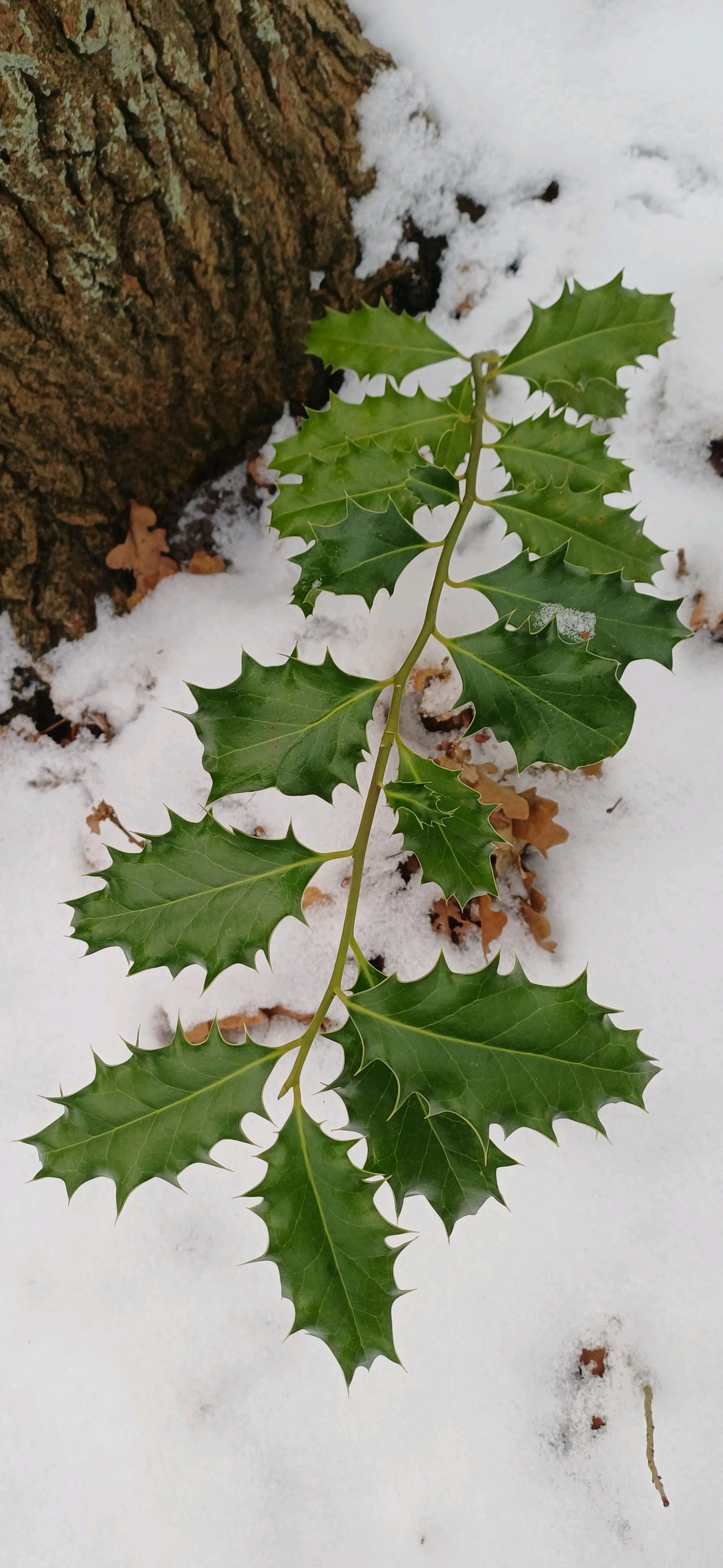 Ilex (hollies) (alternate view 2)