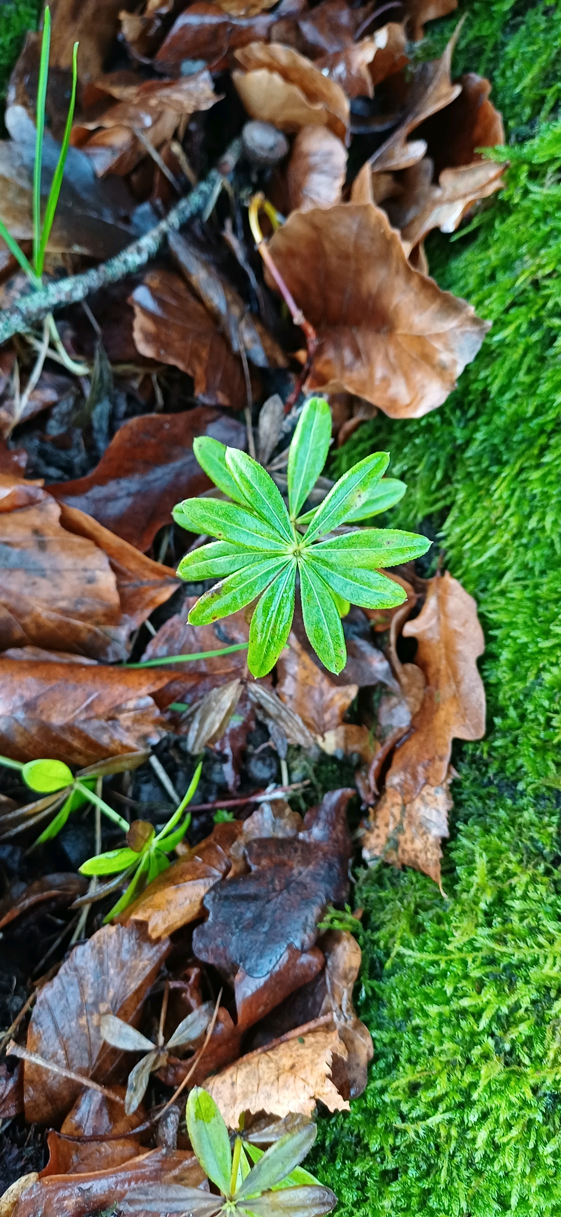 Galium odoratum (sweet woodruff) (alternate view 12)