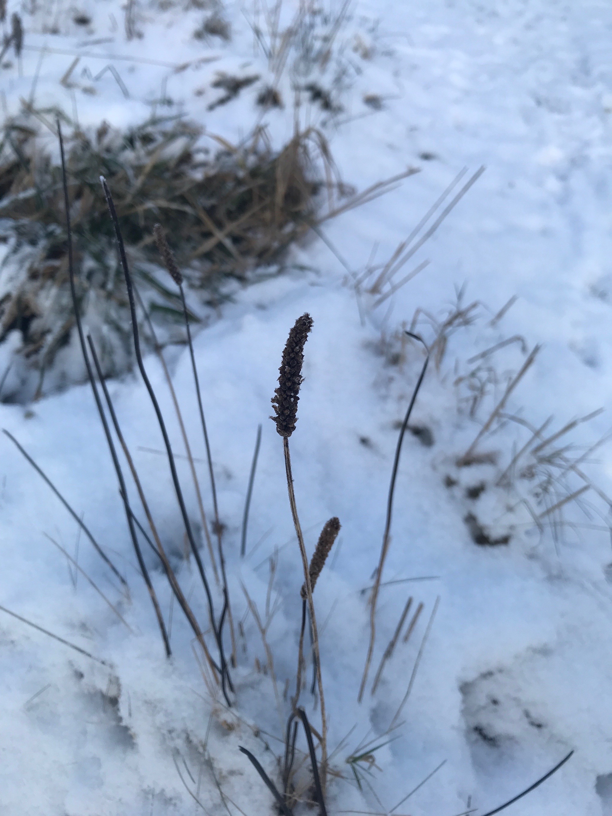 Plantago (plantains) (alternate view 2)
