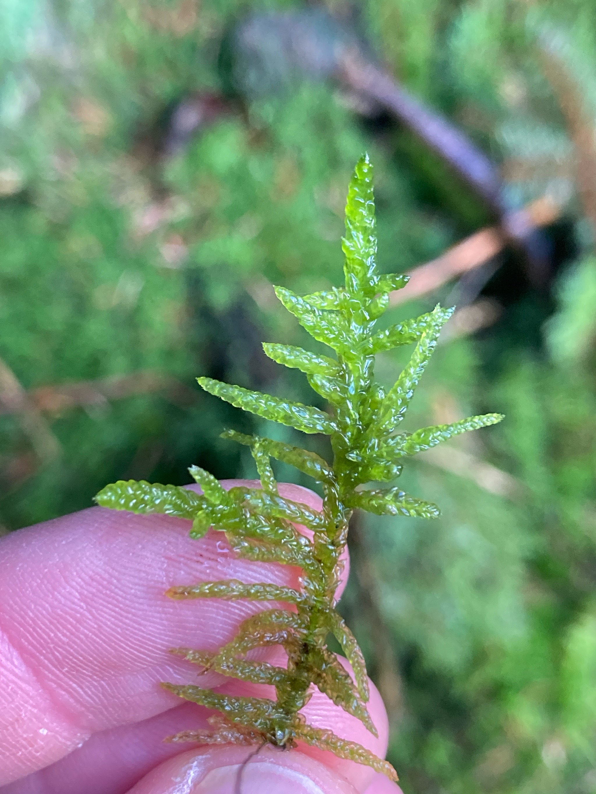Pseudoscleropodium purum (Neat Feather-moss) (alternate view 10)