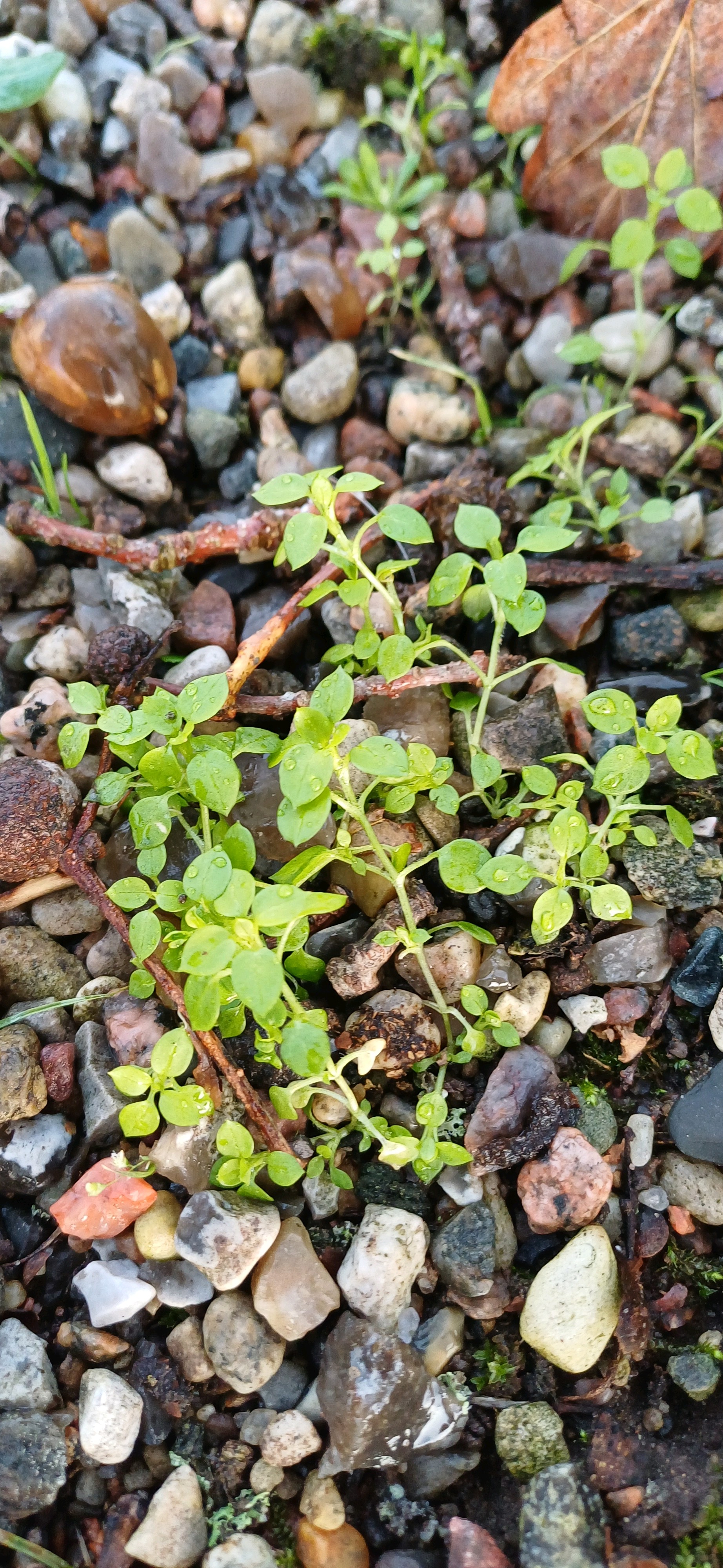 Stellaria media (chickweed) (alternate view 14)