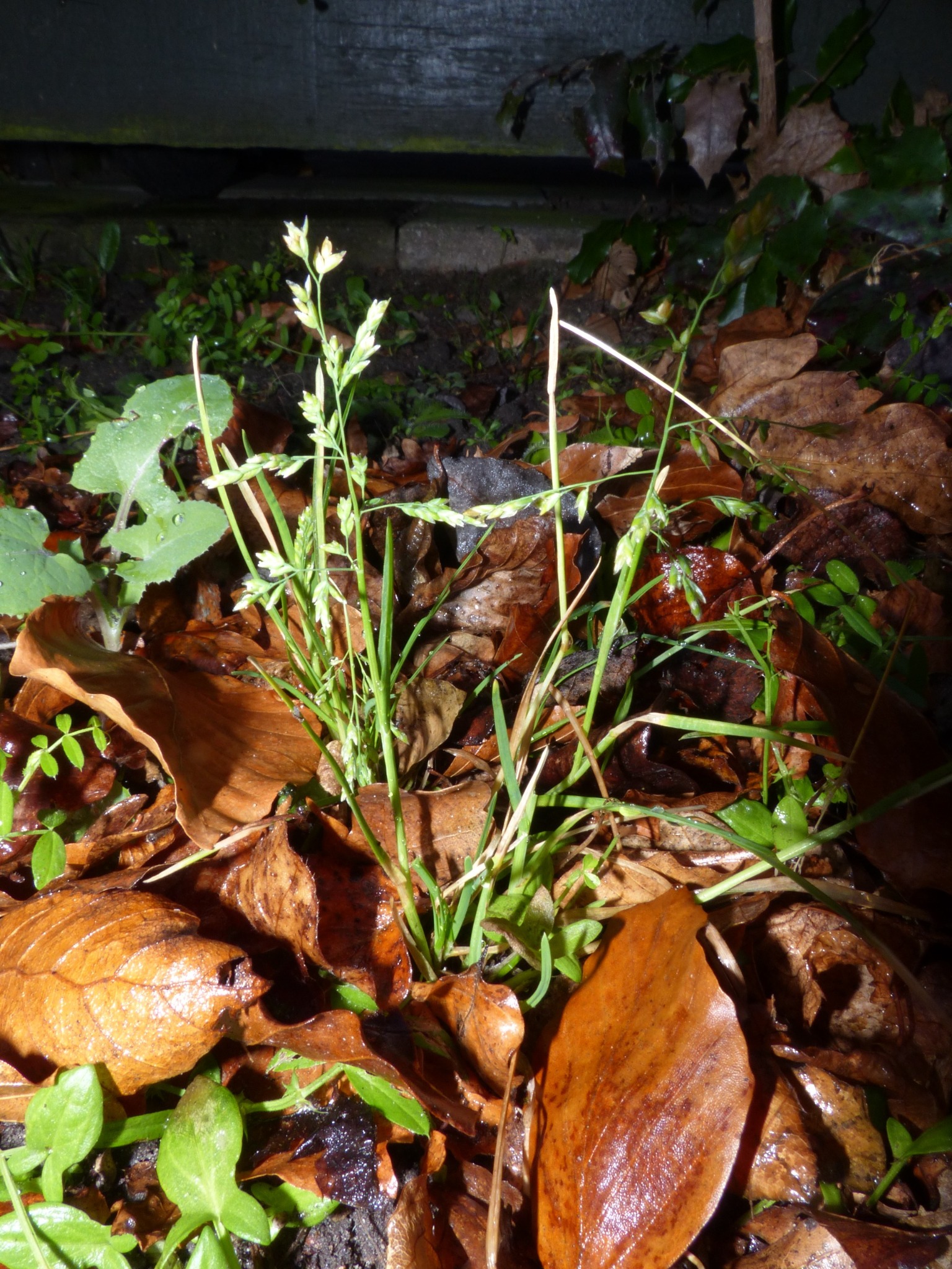 Poa annua (annual bluegrass) (alternate view 12)