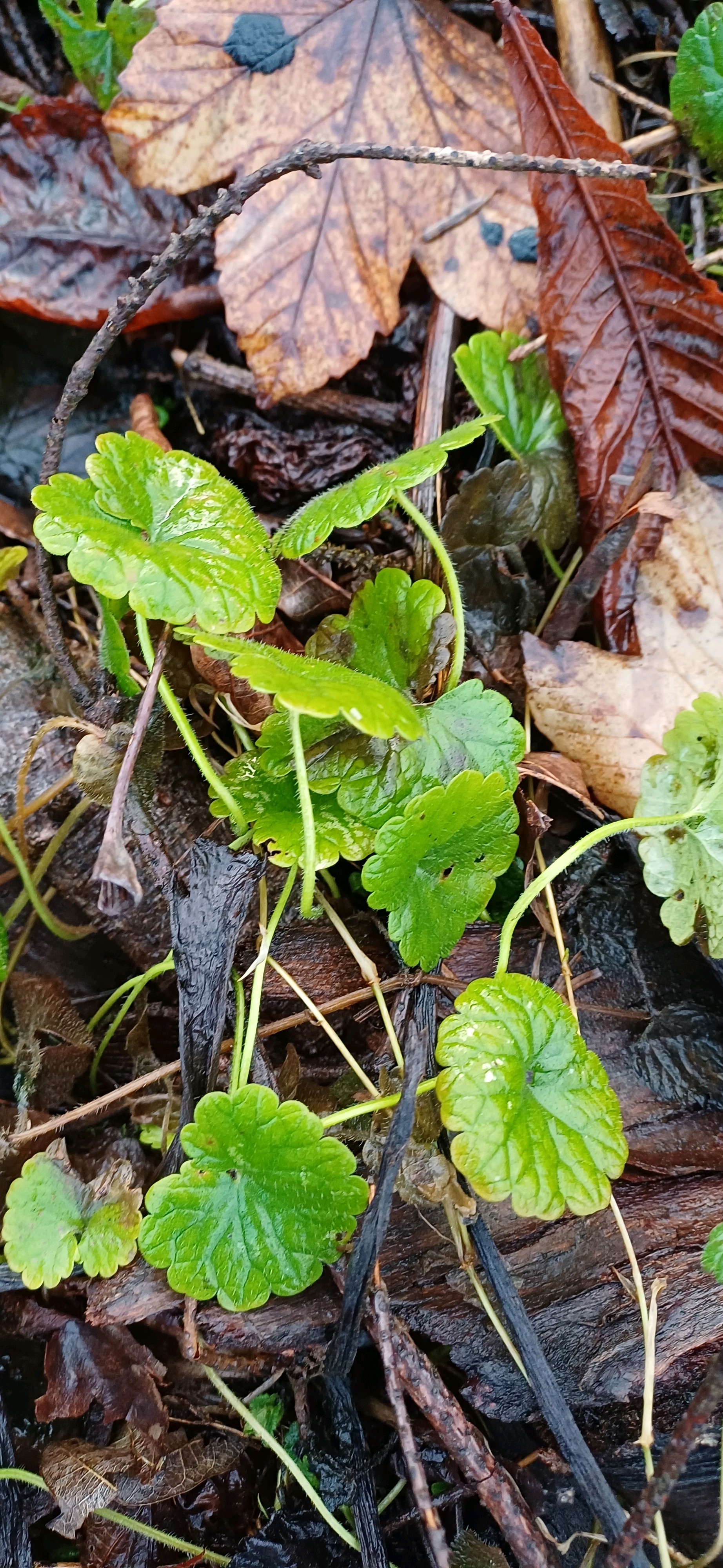 Glechoma hederacea (ground-ivy) (alternate view 12)