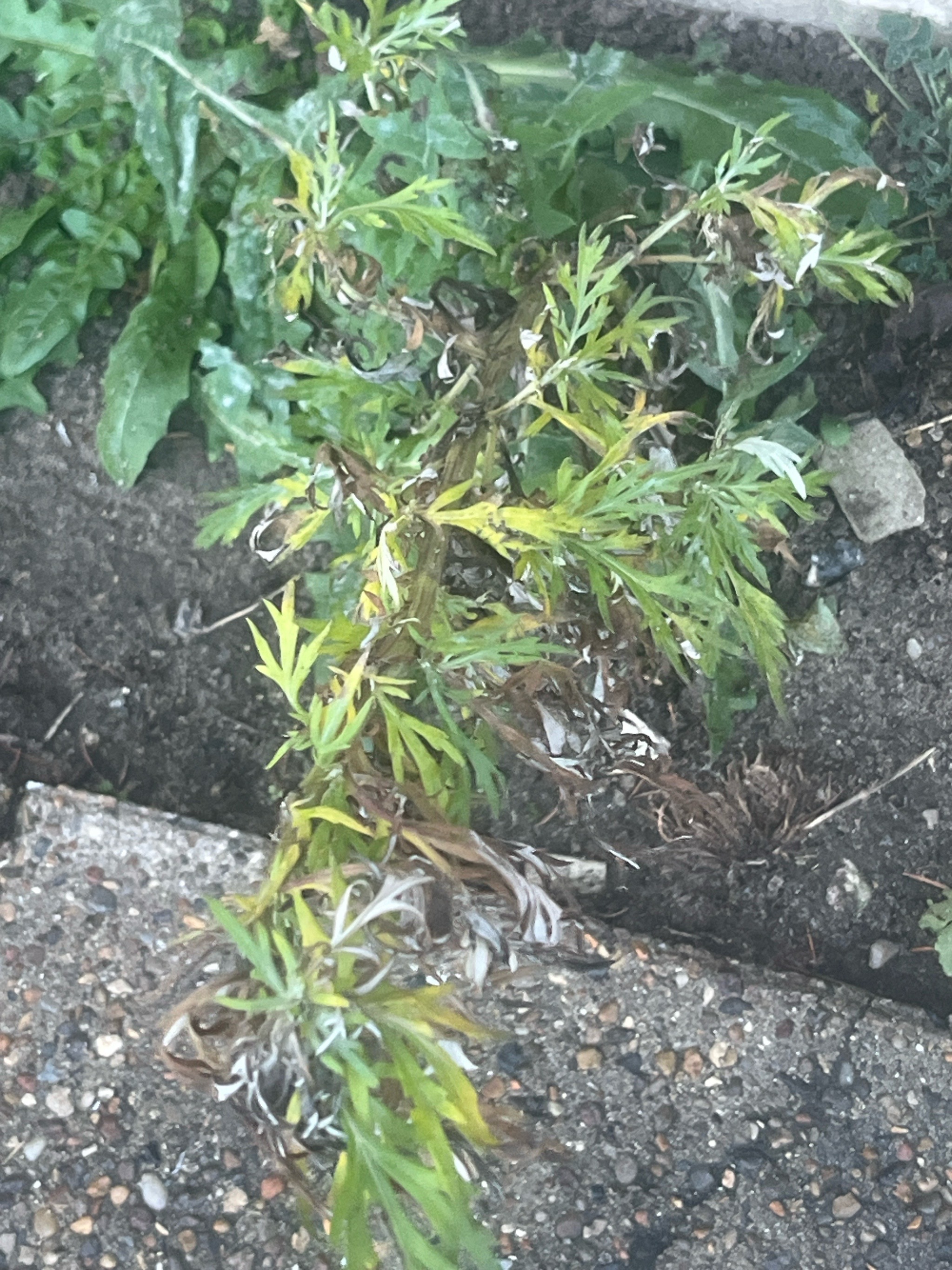 Artemisia vulgaris (common mugwort) (alternate view 15)
