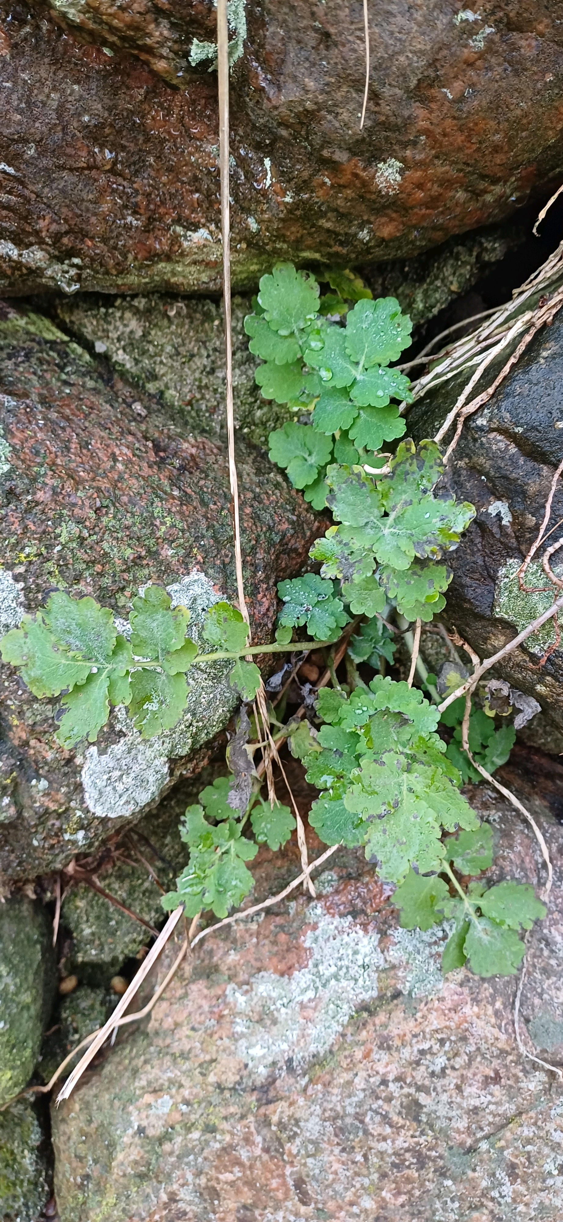 Chelidonium majus (Greater celandine) (alternate view 13)