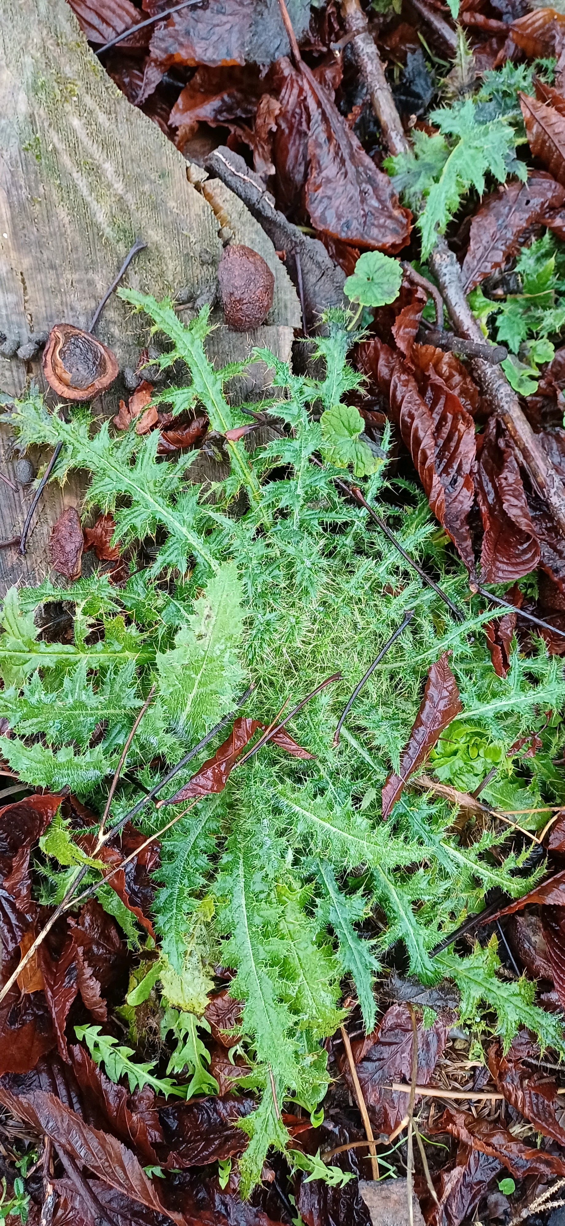 Cirsium palustre (Marsh Thistle) (alternate view 14)