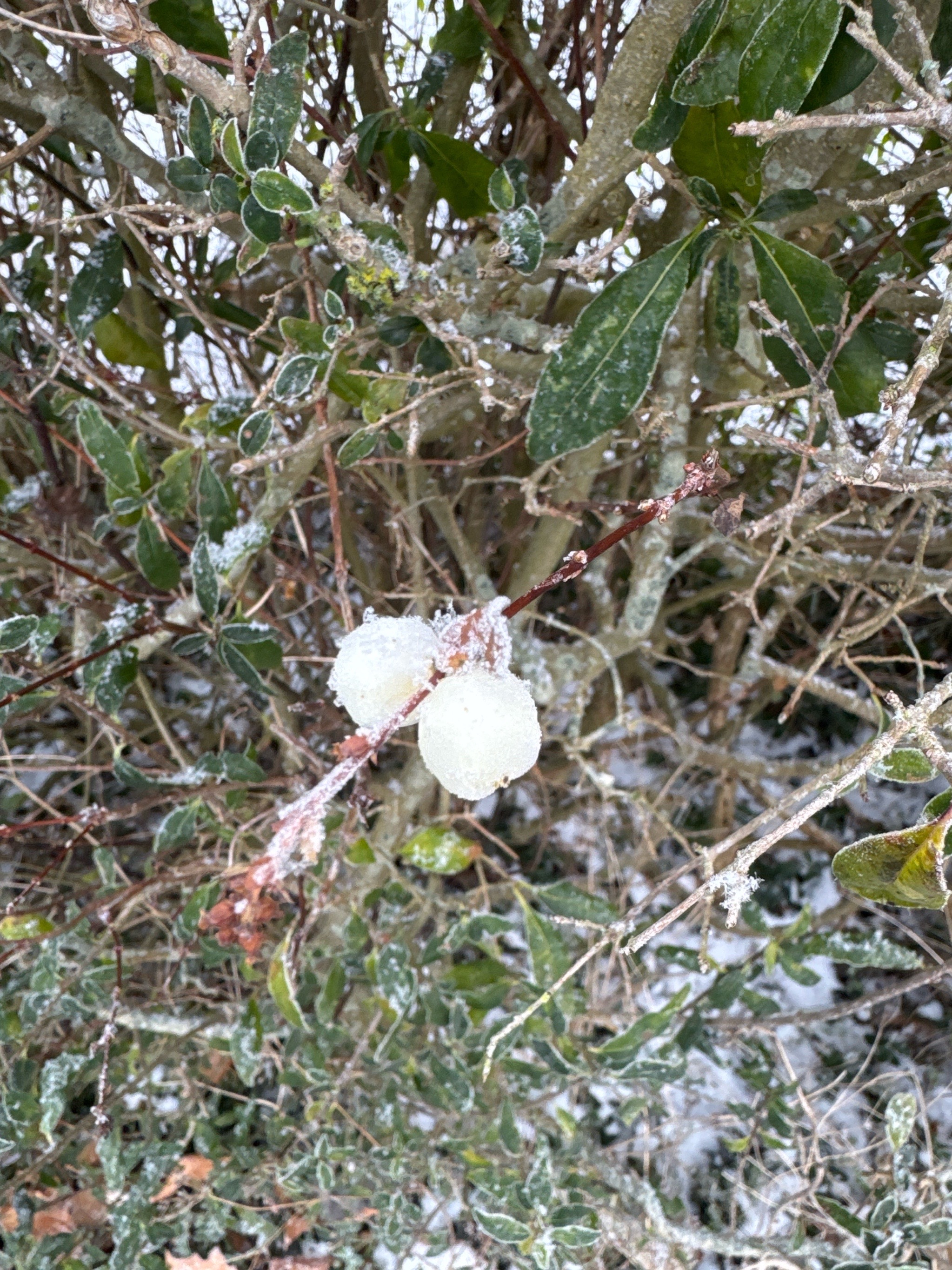 Symphoricarpos albus (snowberry) (alternate view 11)