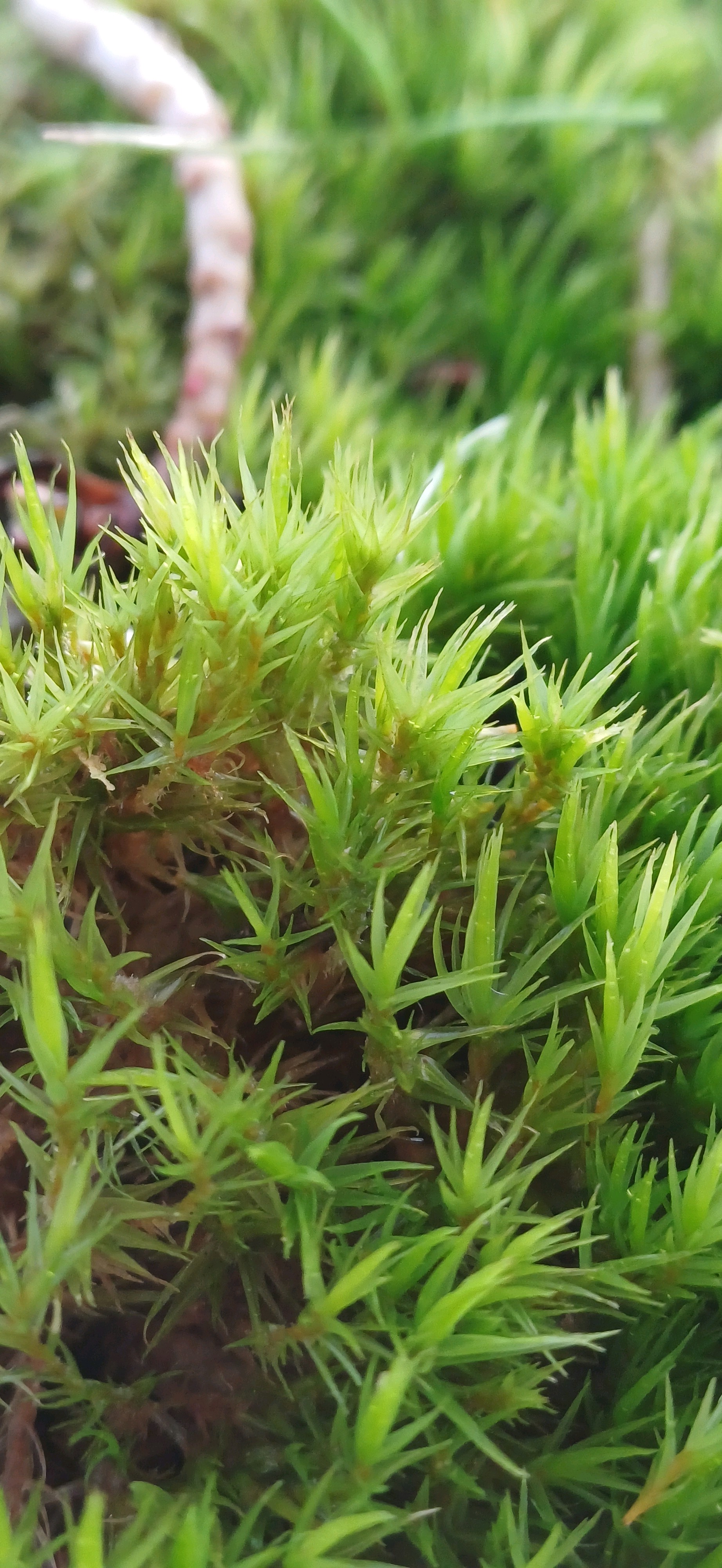 Dicranum (Forkmosses) (alternate view 2)
