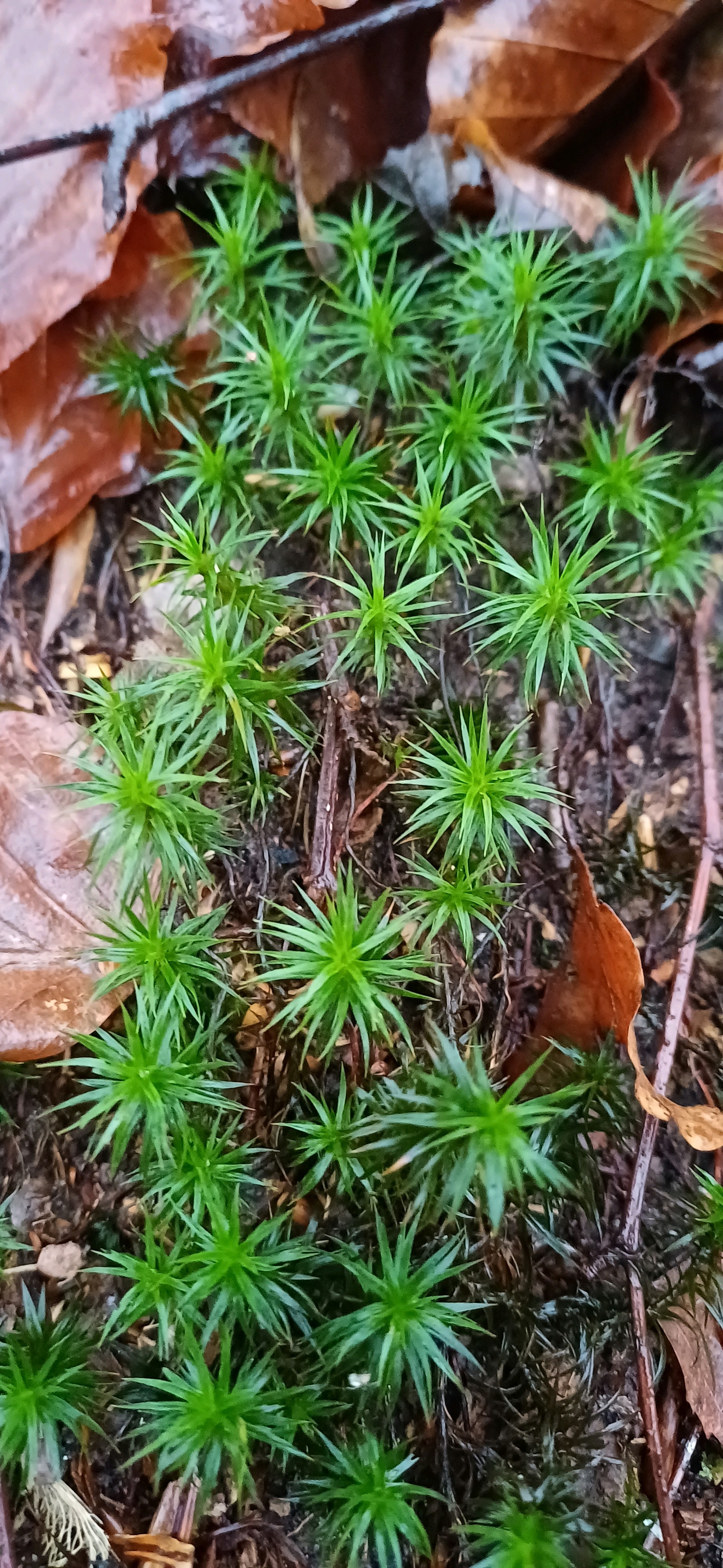 Polytrichum (haircap mosses) (alternate view 2)