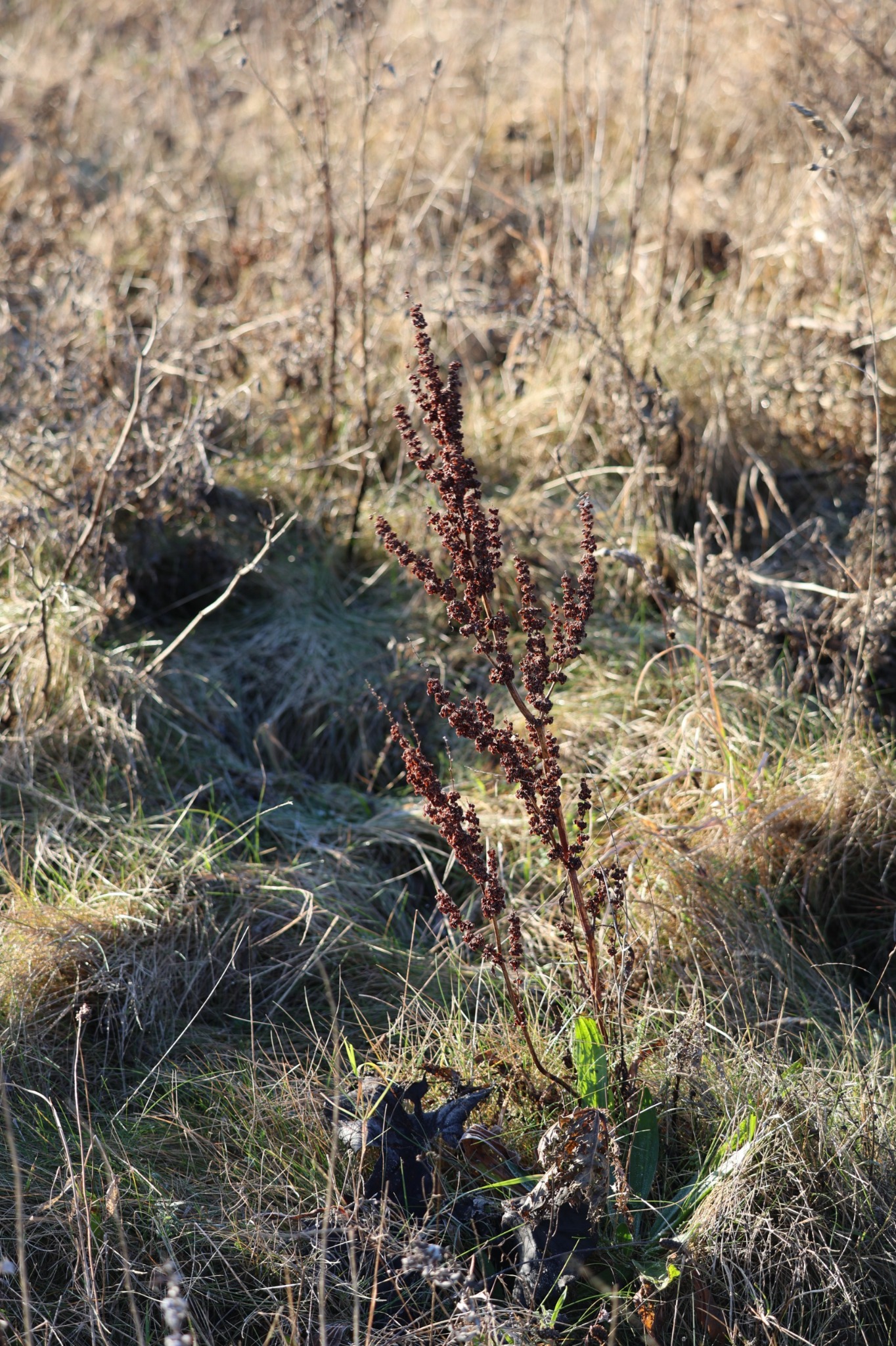 Rumex (docks and sorrels) (alternate view 3)