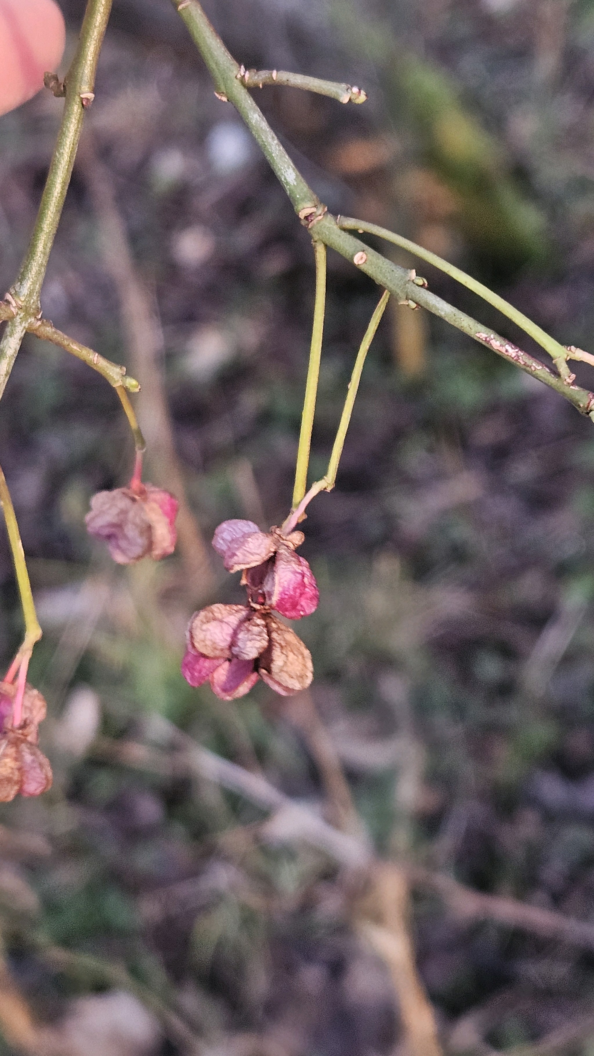 Euonymus (spindles) (alternate view 3)