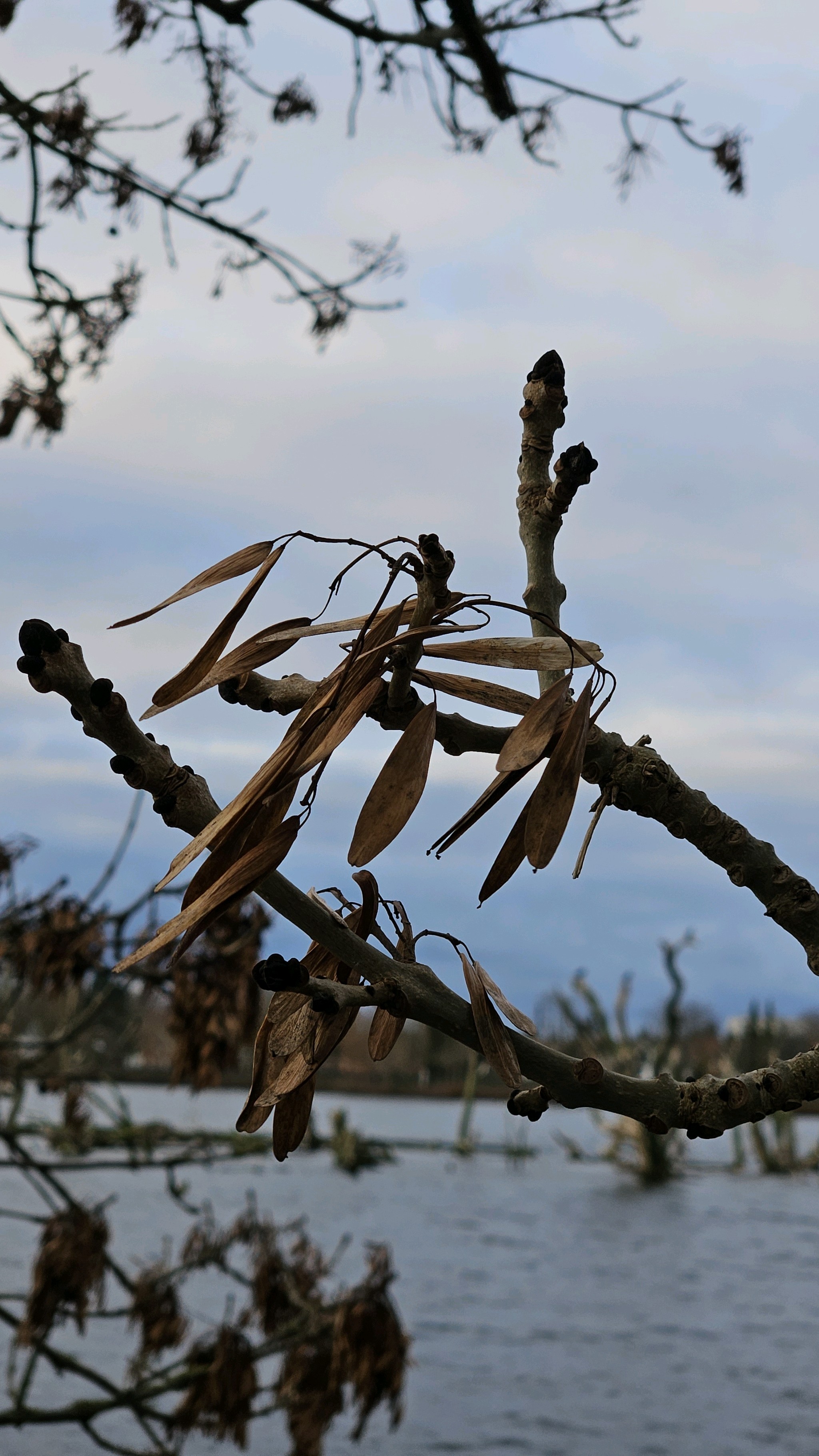 Fraxinus (ashes) (alternate view 2)