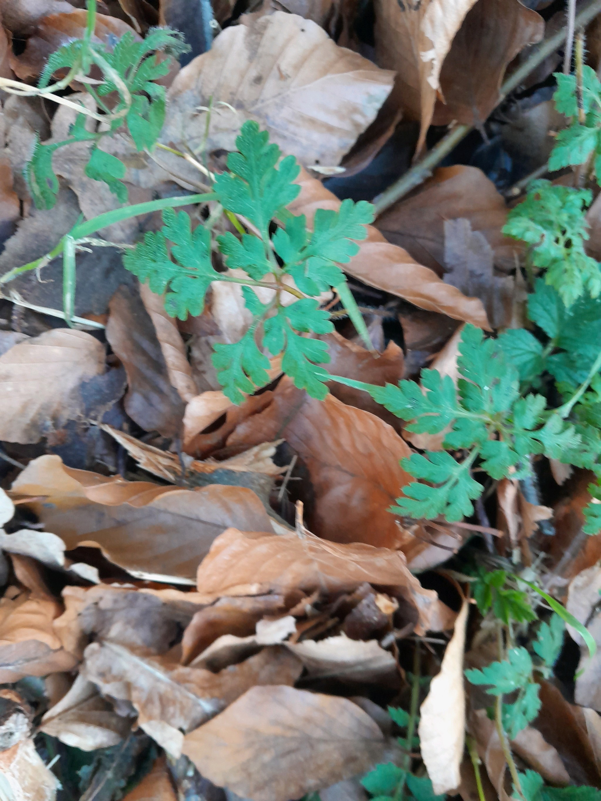 Geranium robertianum (herb-Robert, stinky Bob) (alternate view 12)