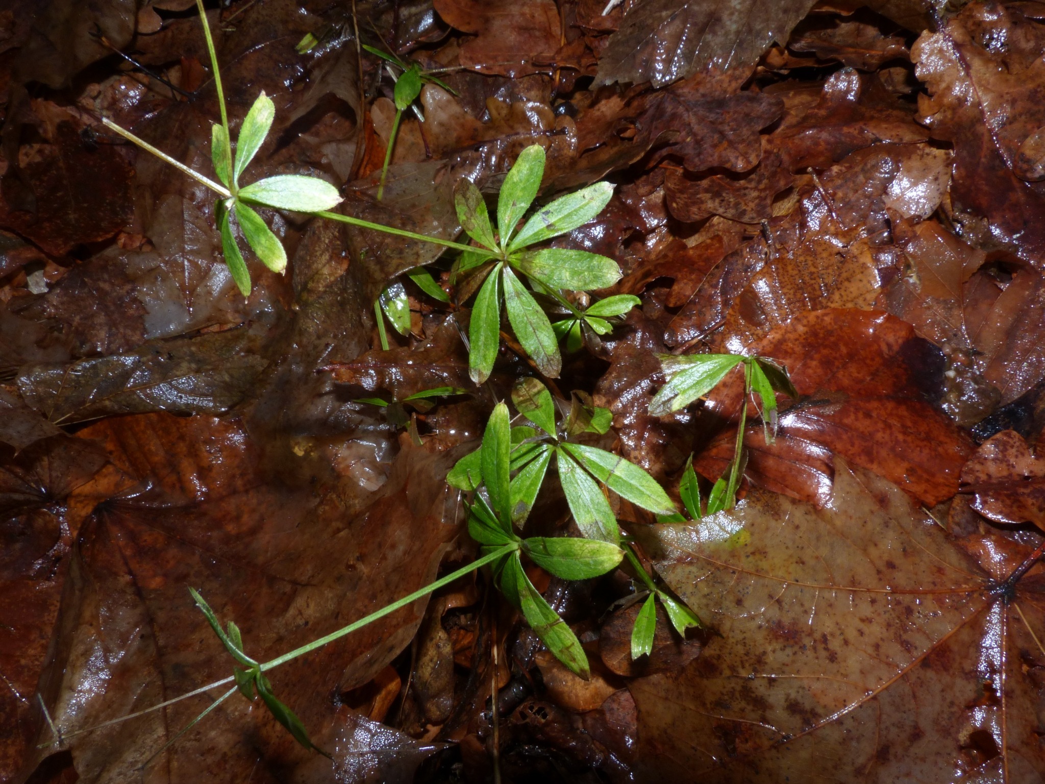 Galium odoratum (sweet woodruff) (alternate view 13)