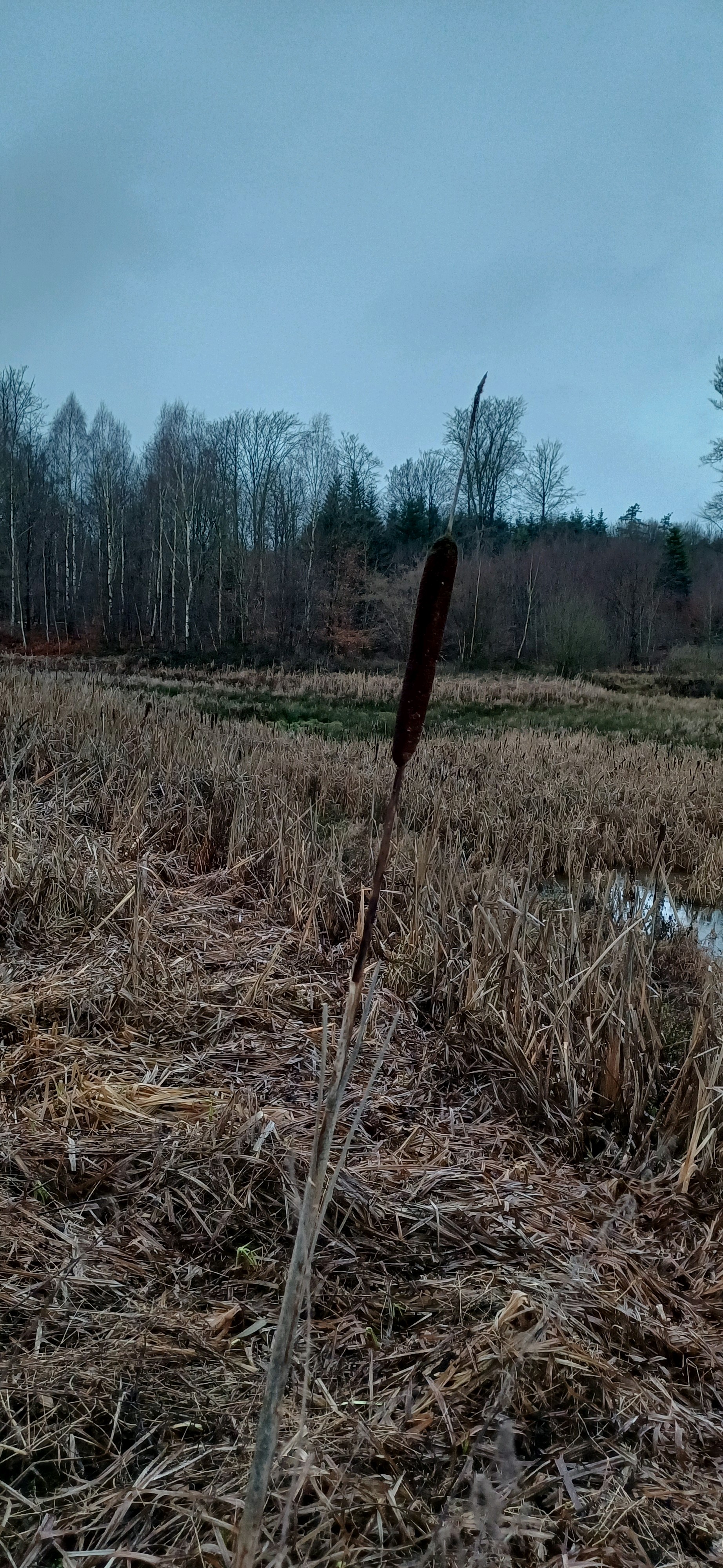 Typha (Cattails) (alternate view 3)