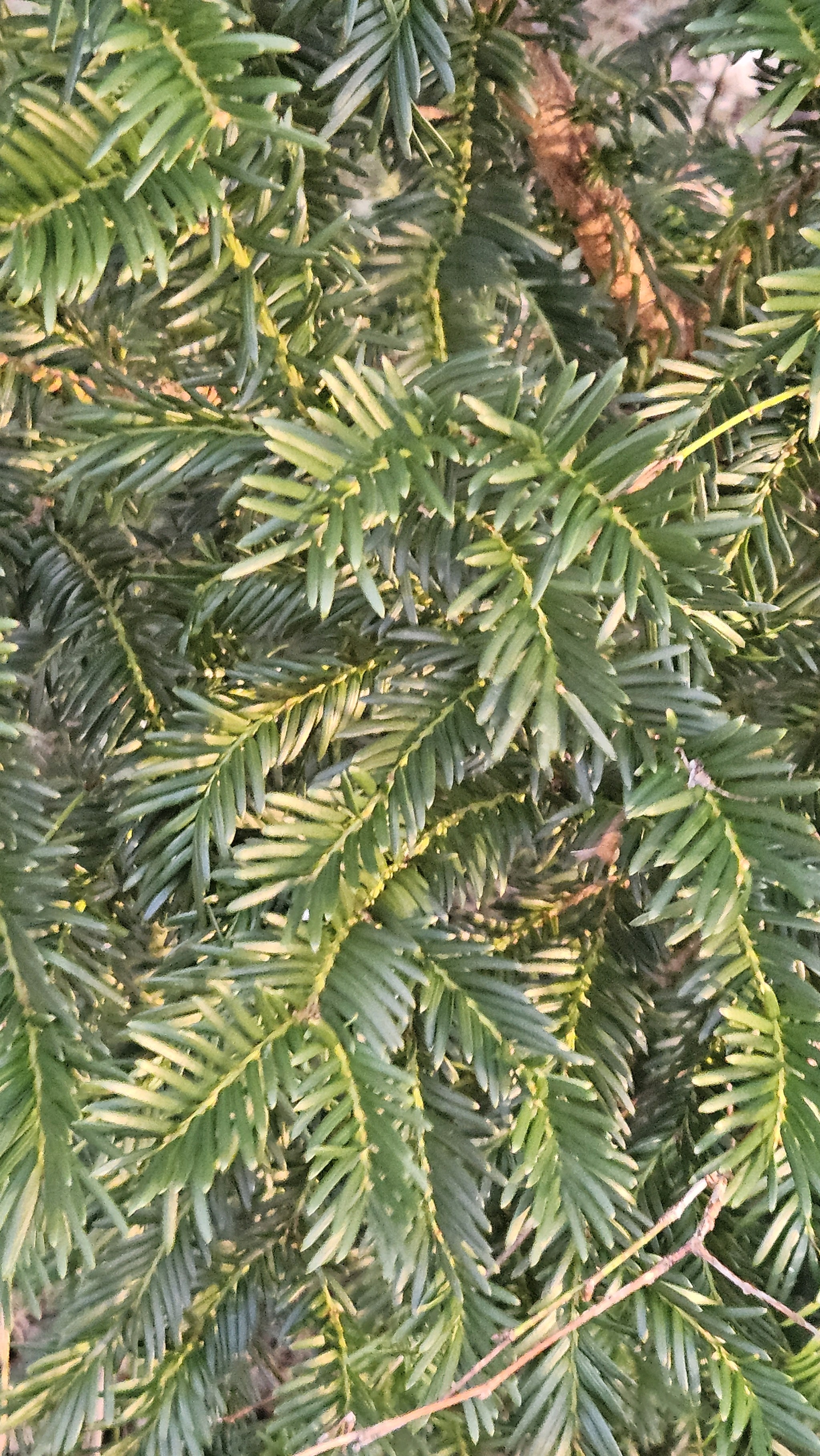 Taxus baccata (English yew) (alternate view 2)