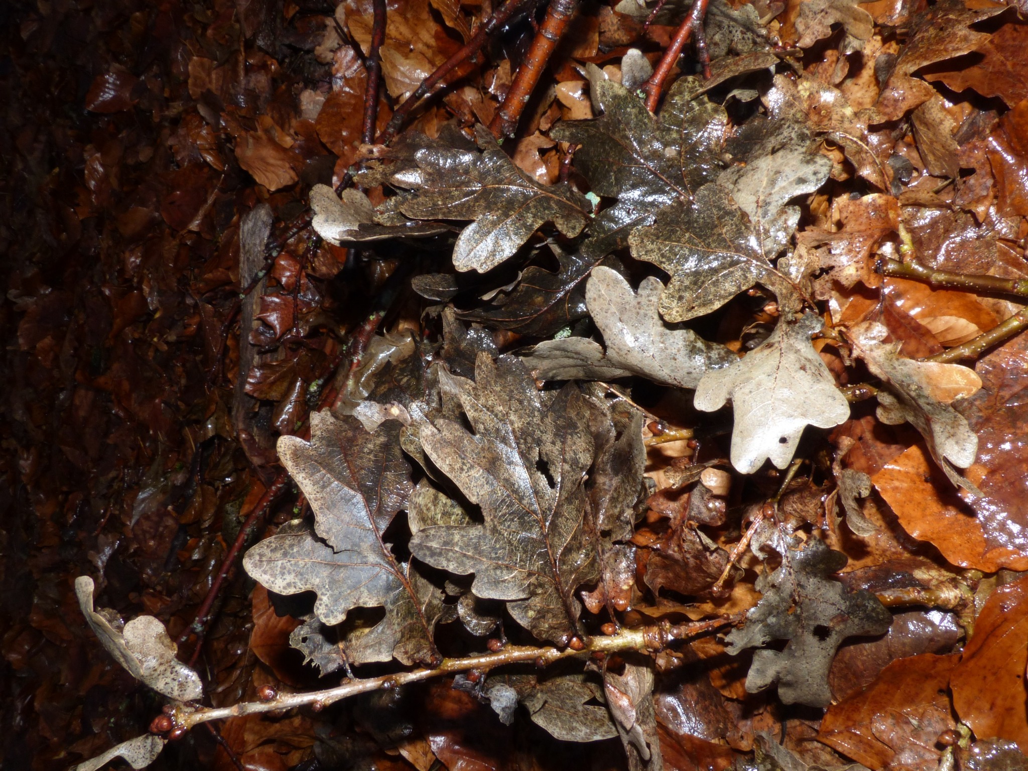 Quercus robur (English oak) (alternate view 2)