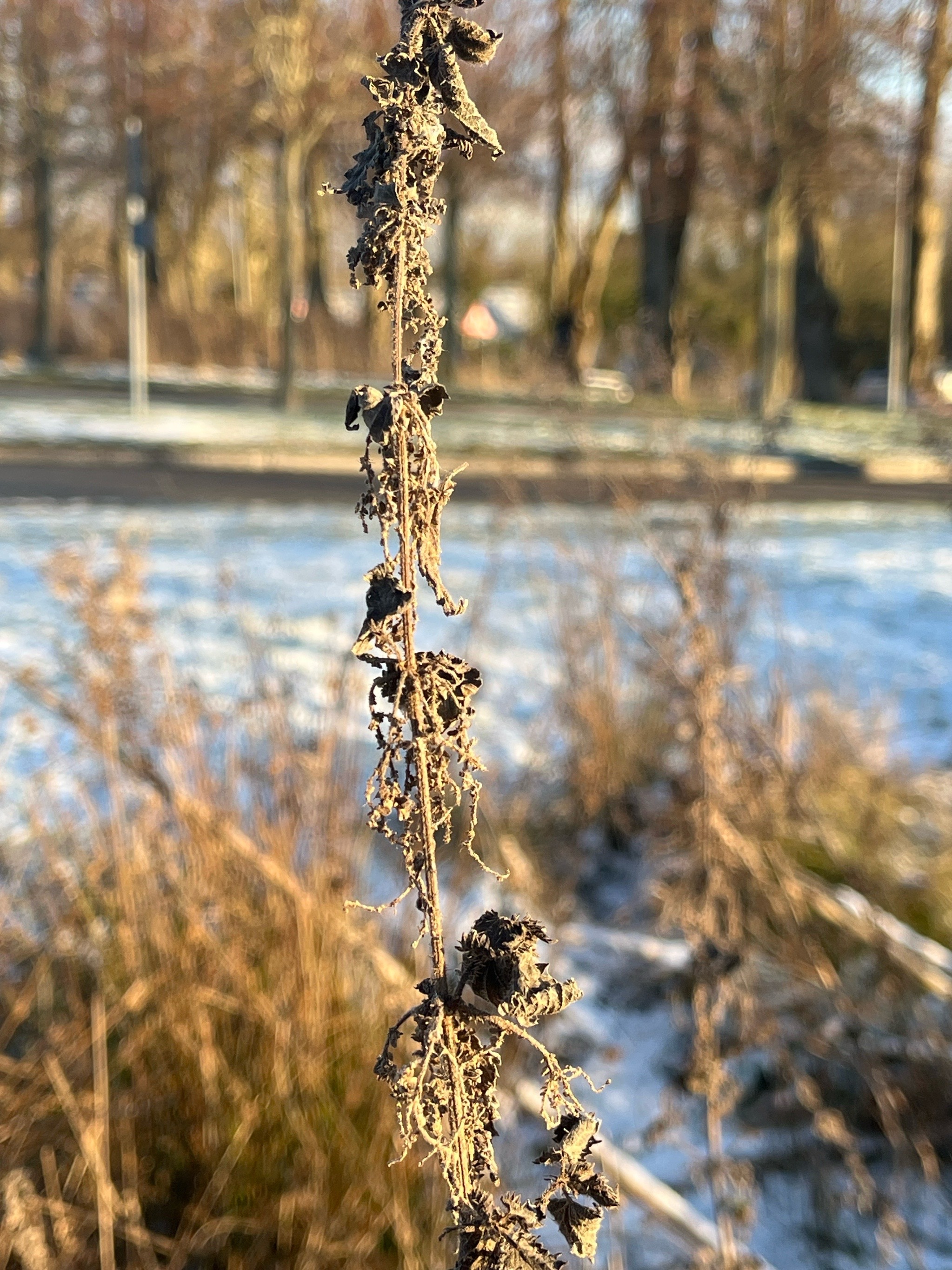 Urtica dioica (stinging nettle) (alternate view 13)