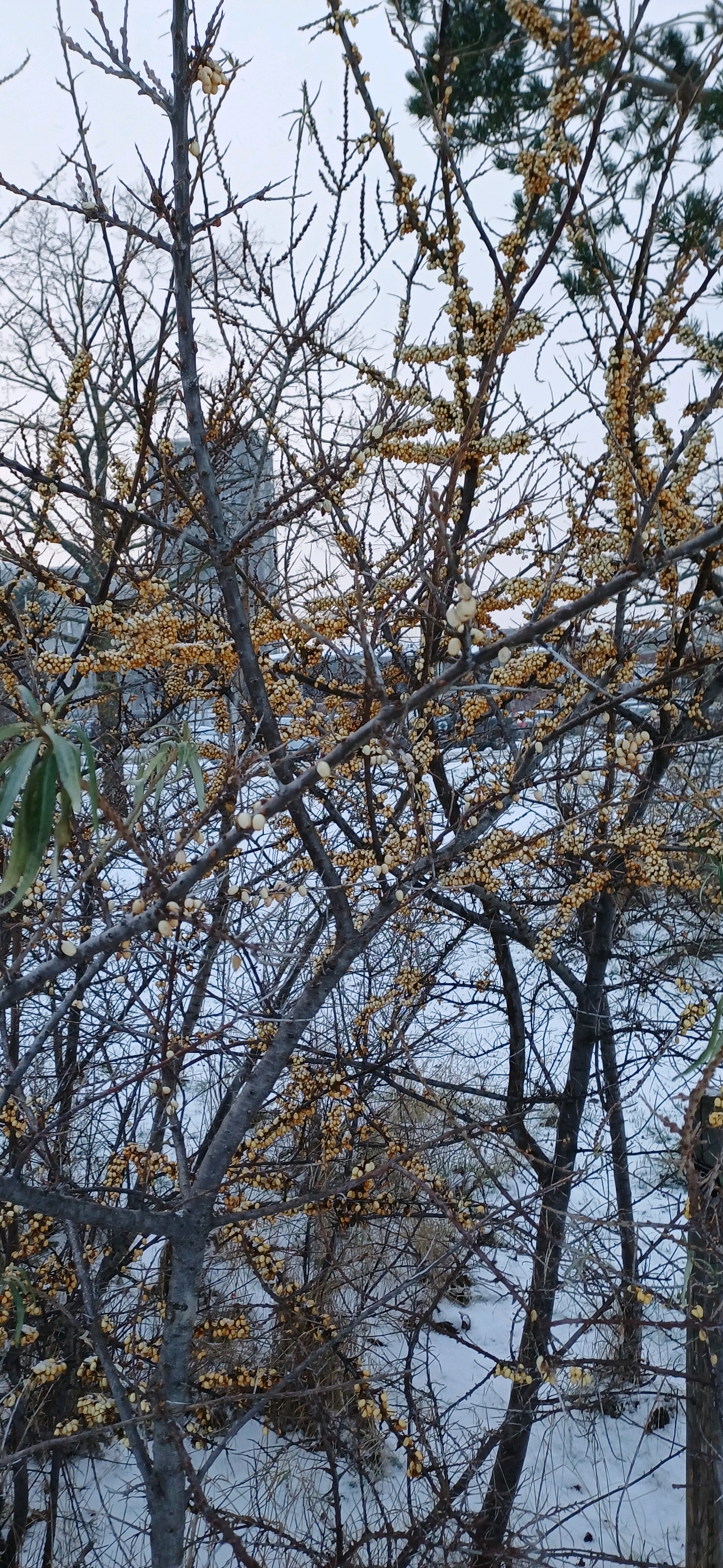 Hippophae rhamnoides (Sea-buckthorn) (alternate view 13)