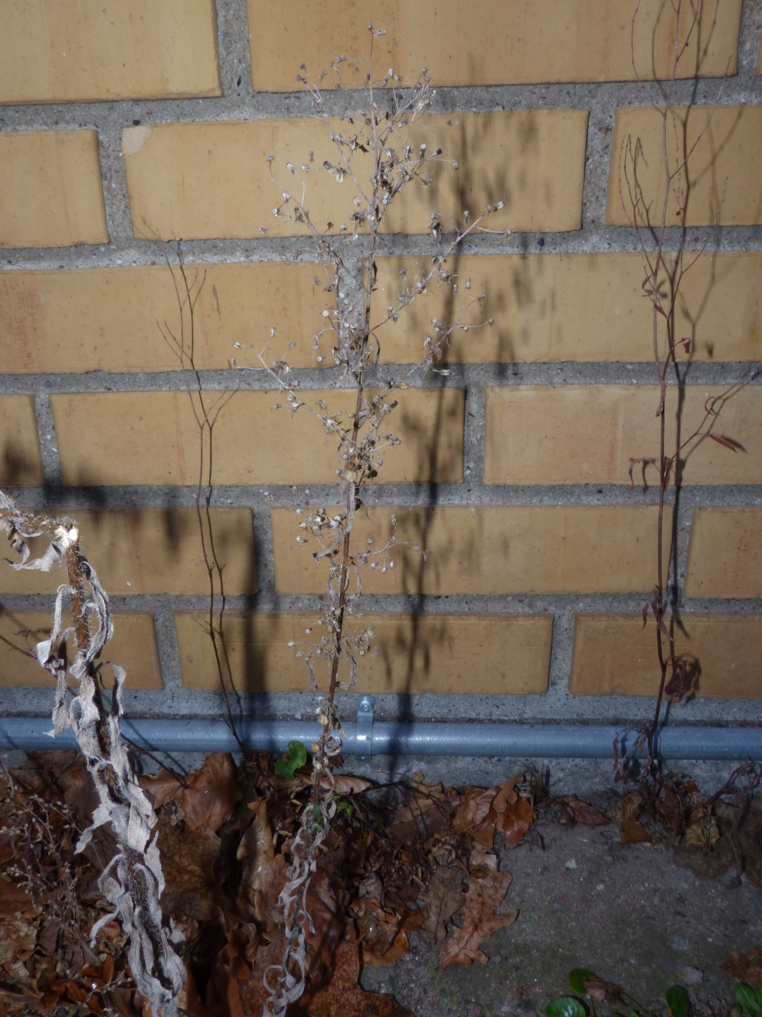 Erigeron (fleabanes and horseweeds)