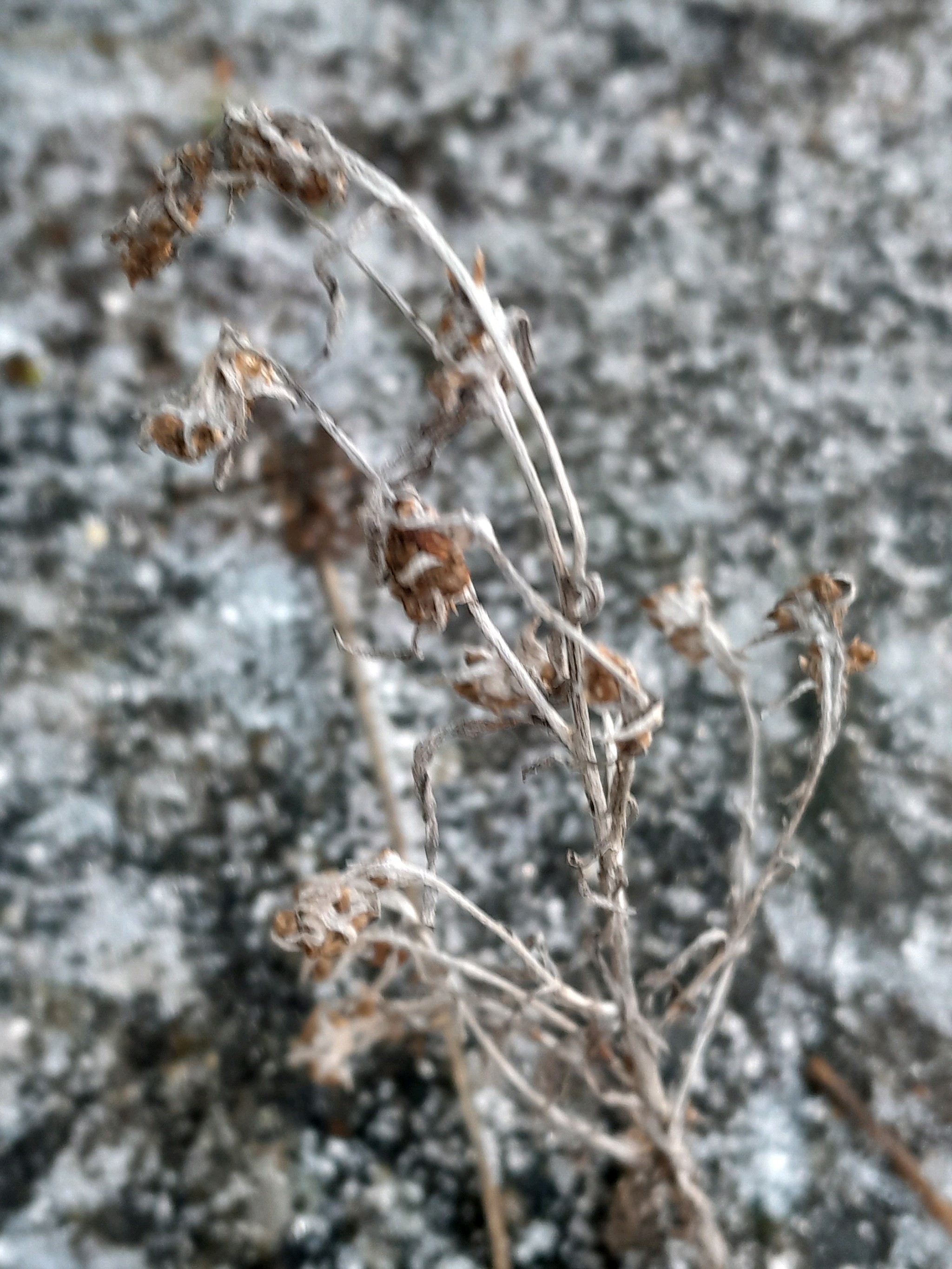 Gnaphalium uliginosum (marsh cudweed) (alternate view 14)