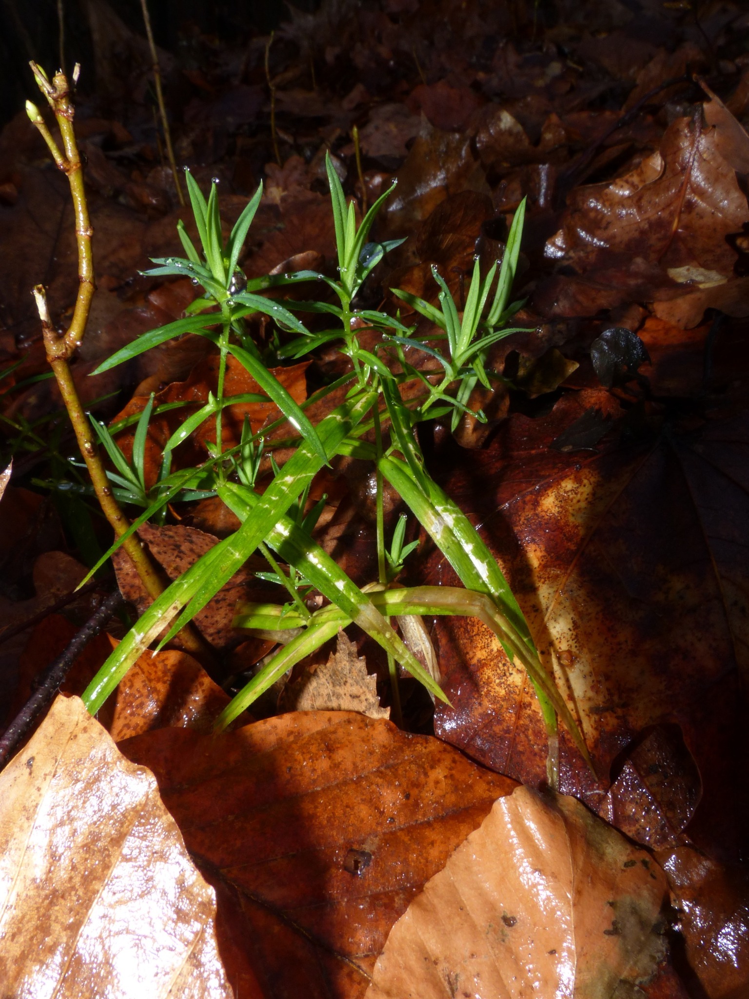Rabelera holostea (greater stitchwort) (alternate view 7)