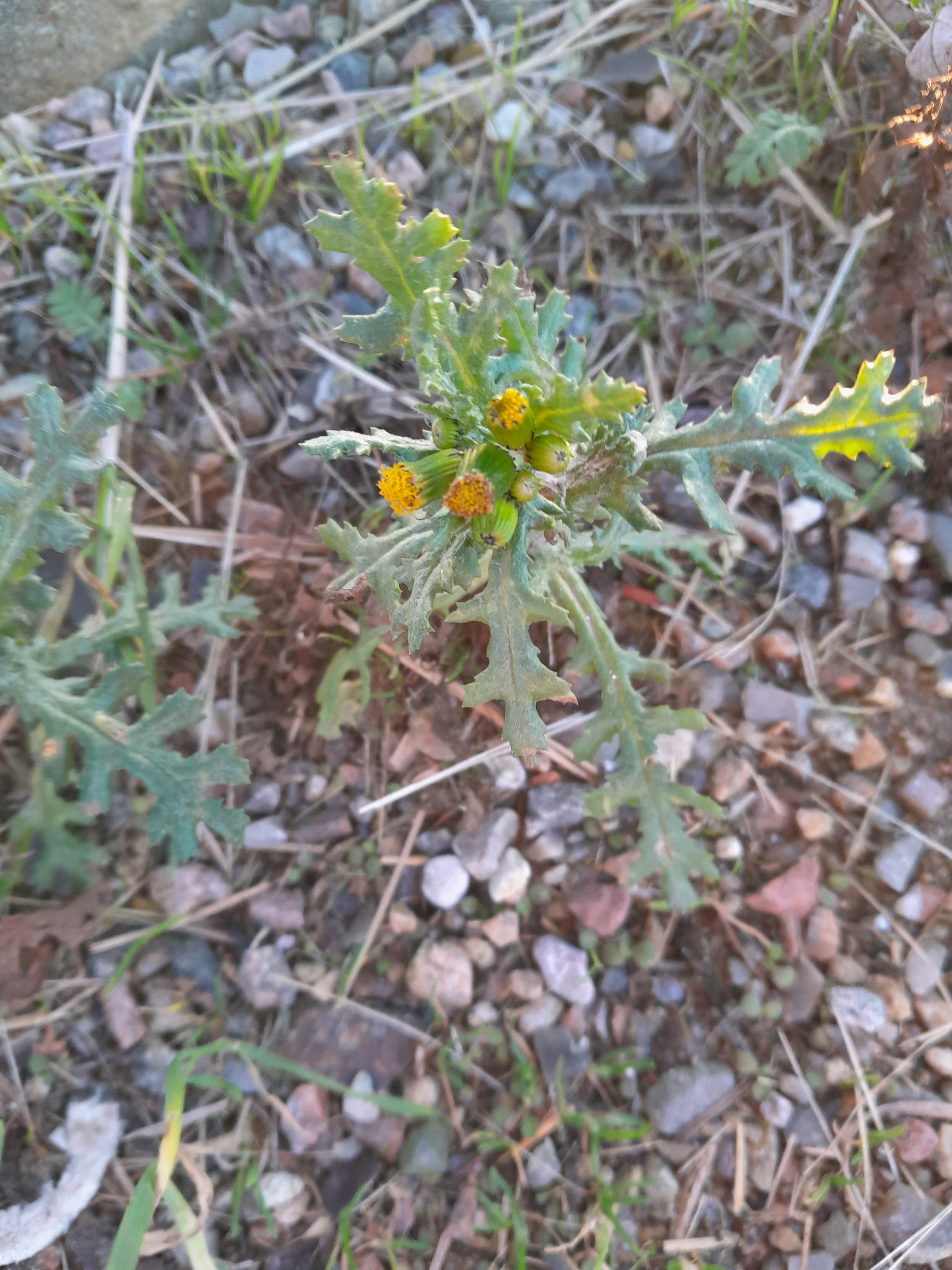 Senecio (groundsels)