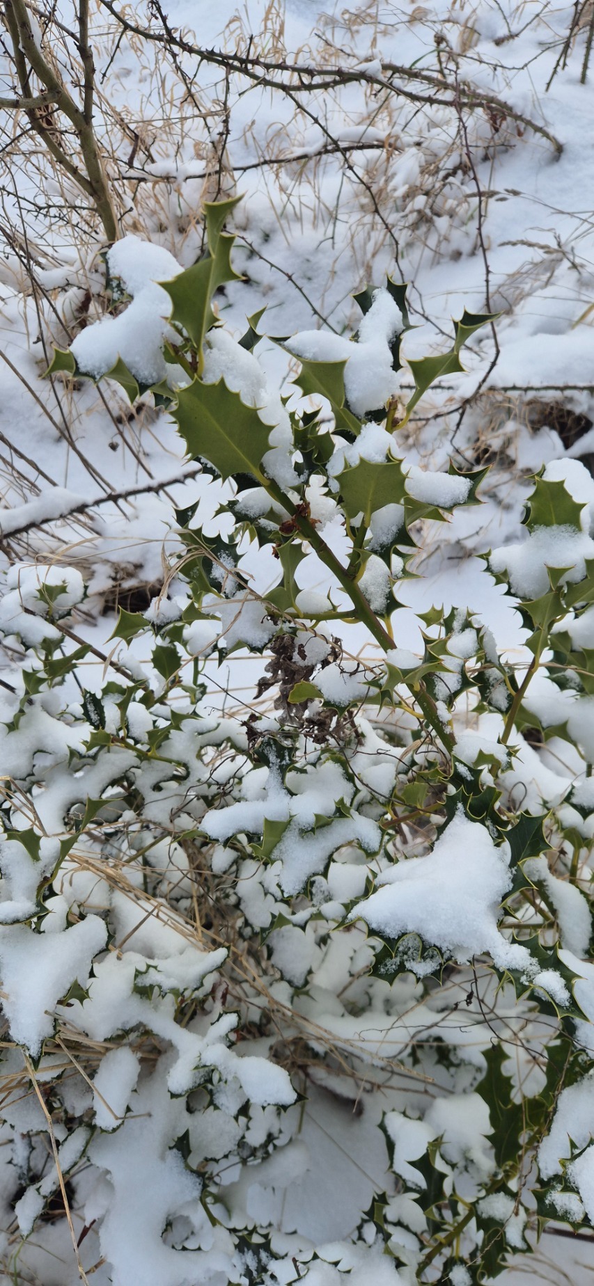 Ilex (hollies)