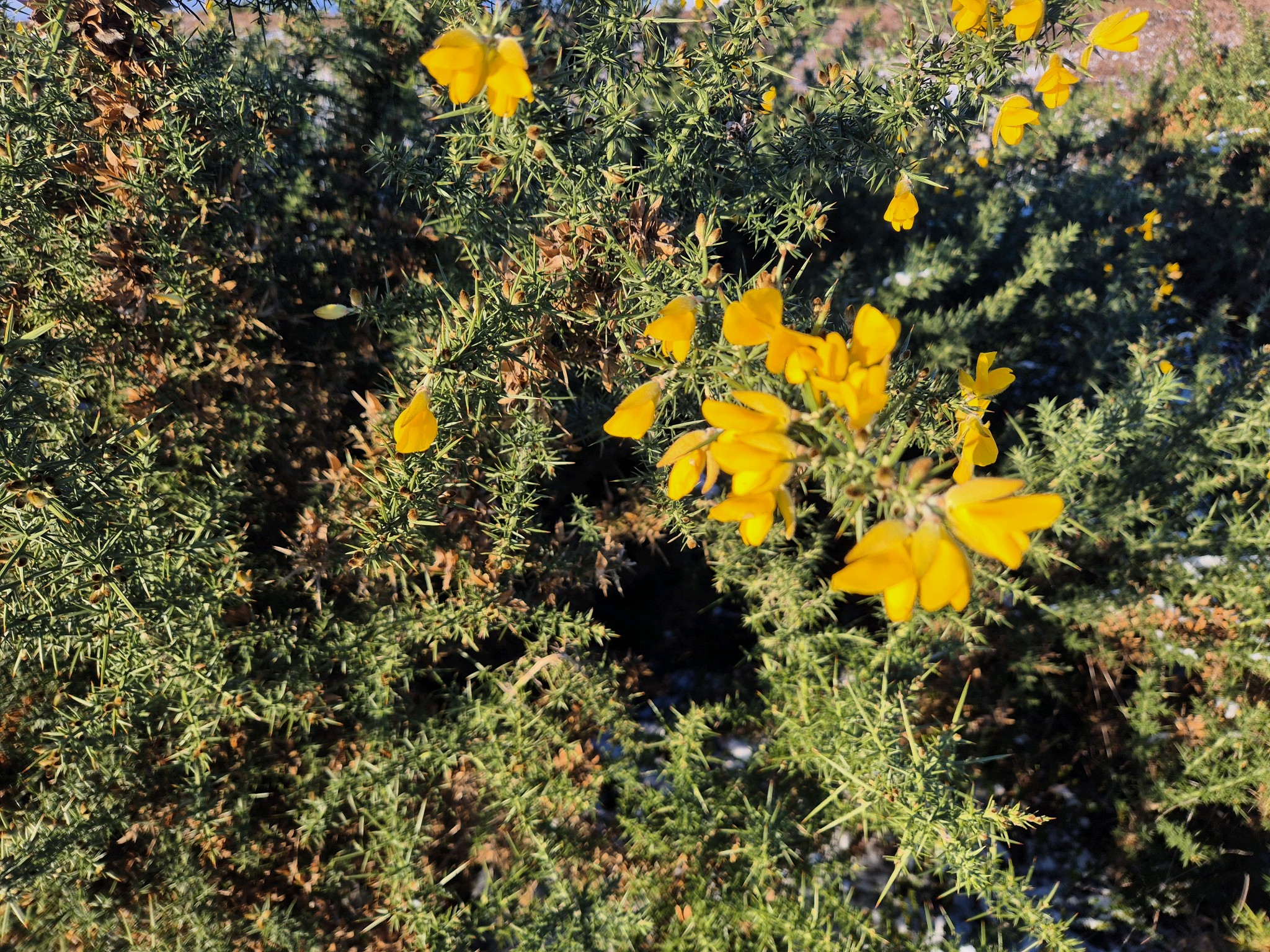 Ulex (Gorses)