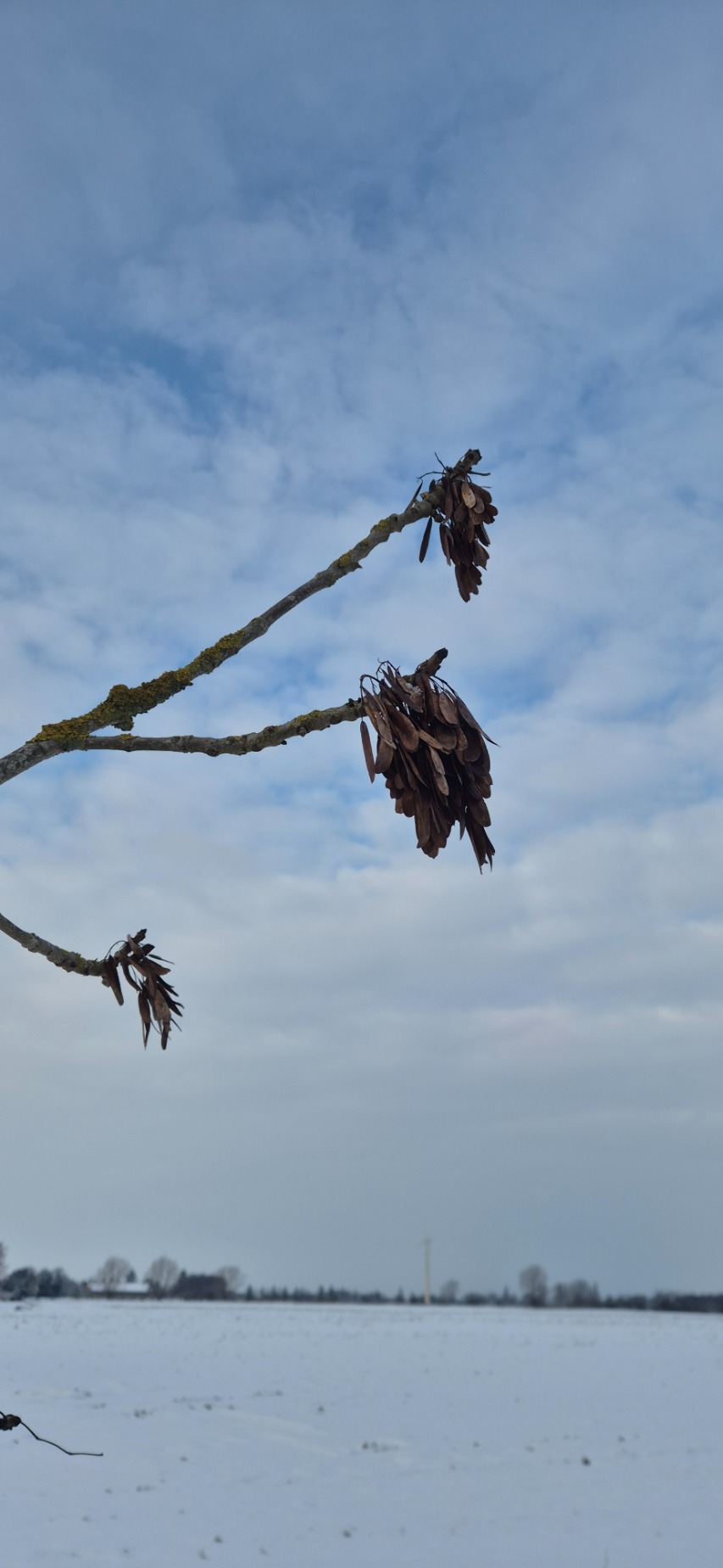 Fraxinus (ashes)