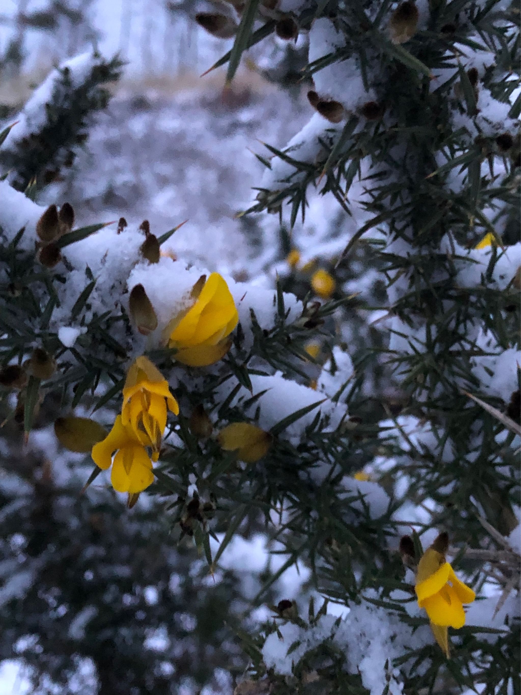Ulex (Gorses) (alternate view 2)