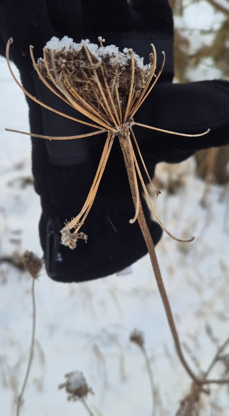 Daucus (carrots) (alternate view 3)