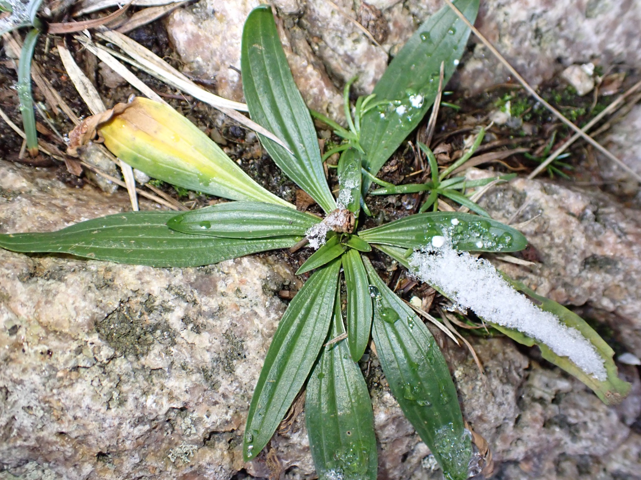Plantago (plantains)