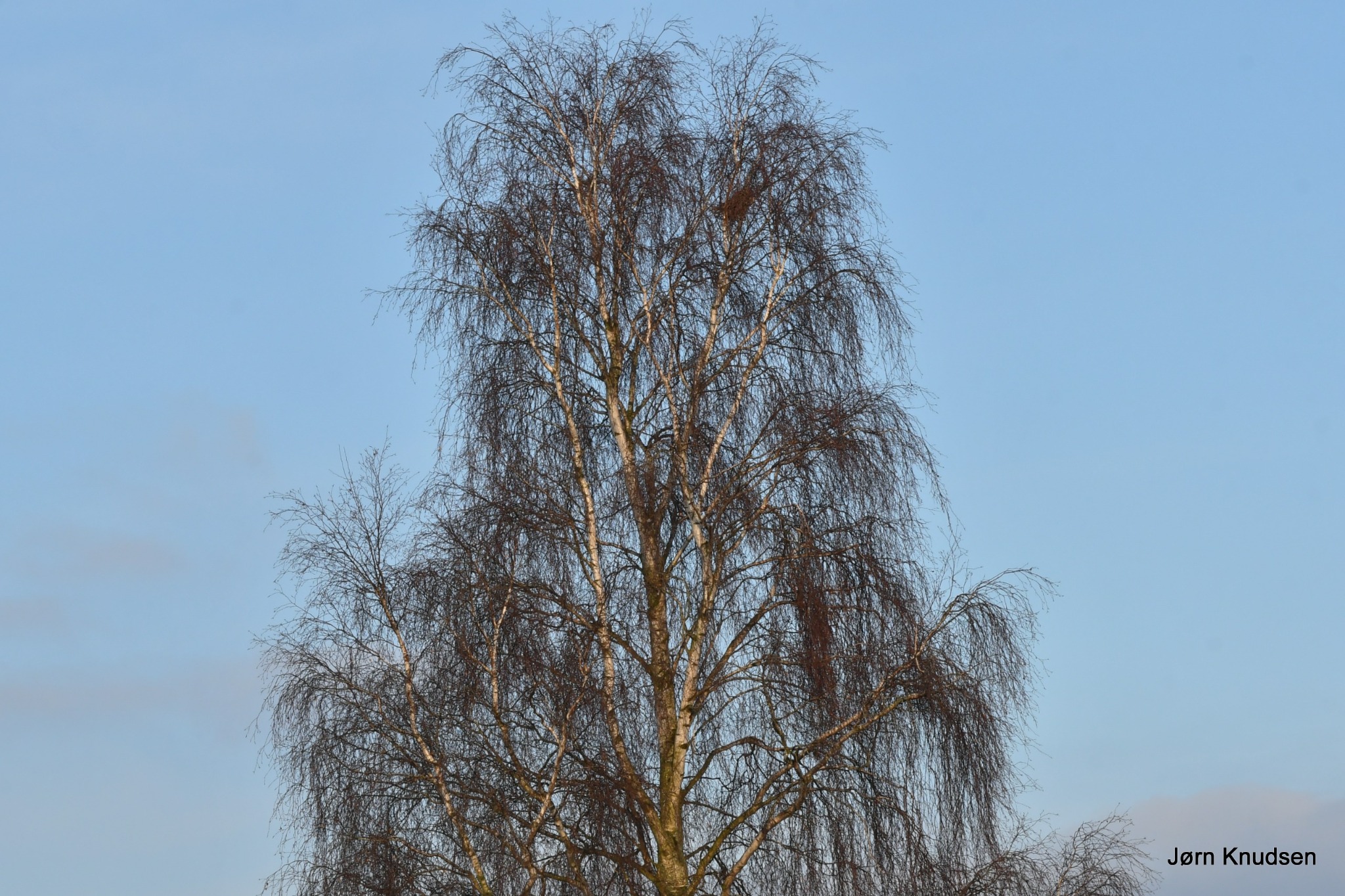 Betula pendula (European white birch) (alternate view 2)