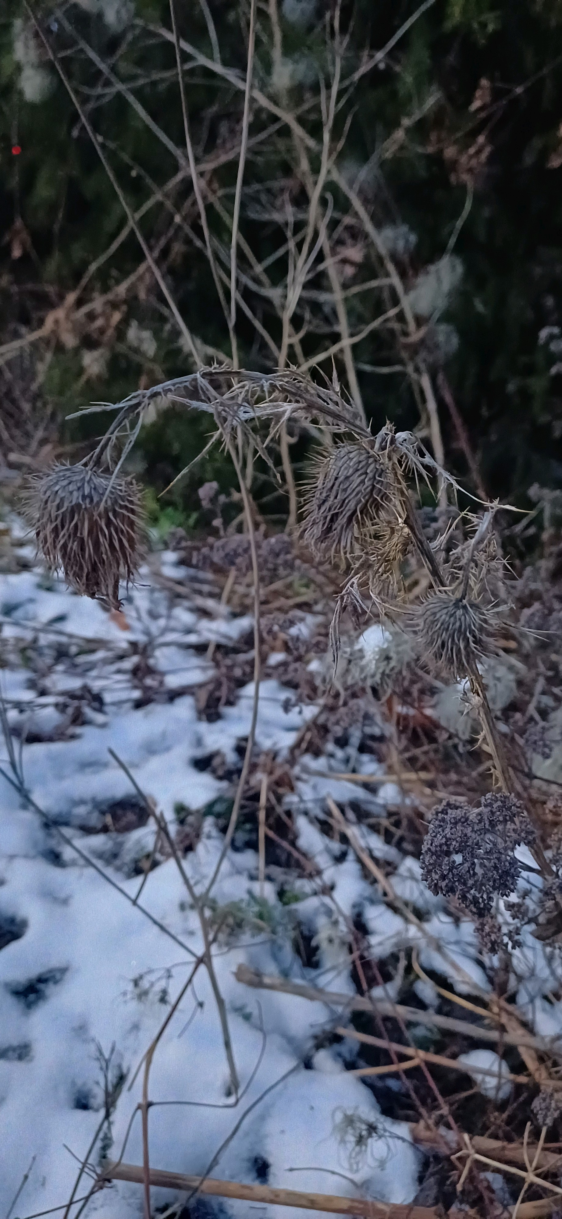 Cirsium vulgare (bull thistle) (alternate view 12)