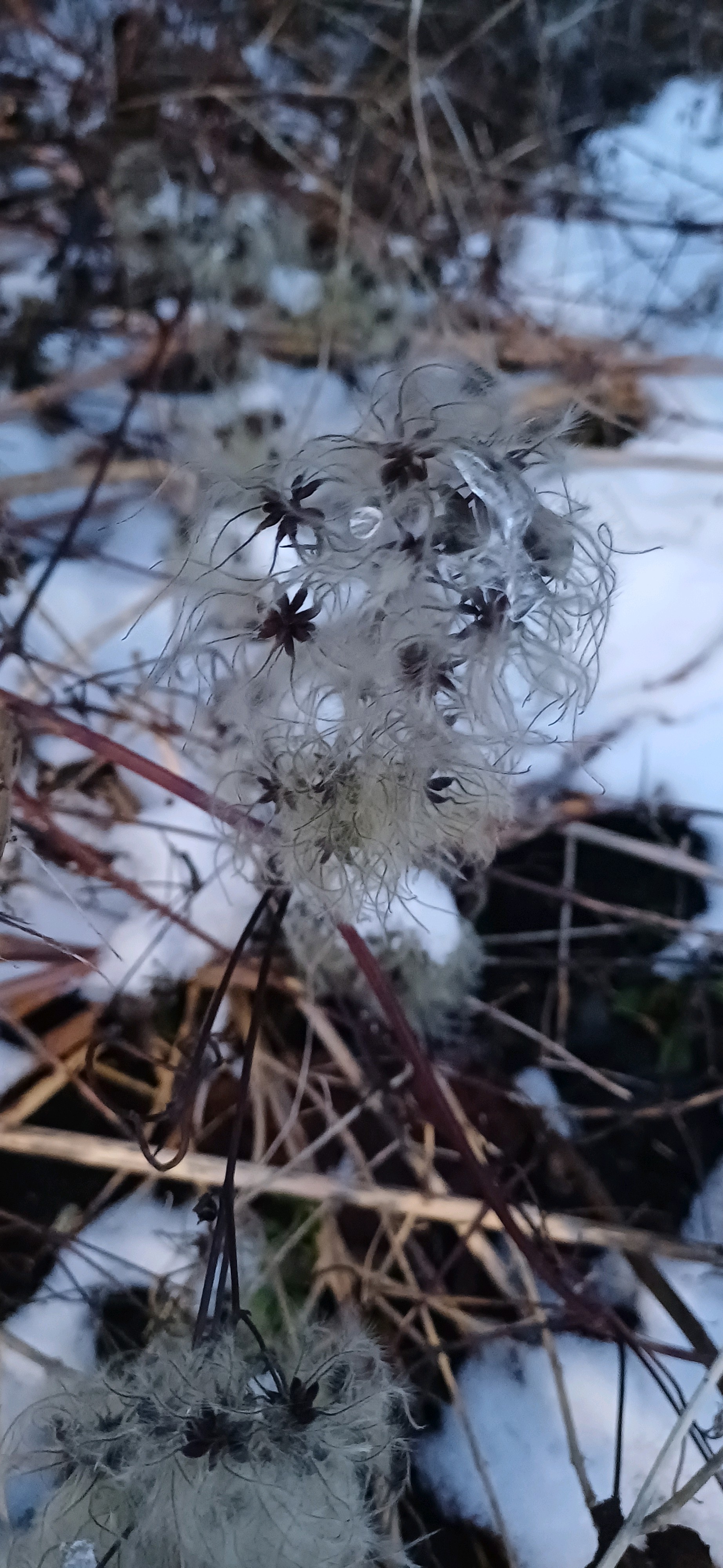 Clematis vitalba (travelers-joy) (alternate view 13)