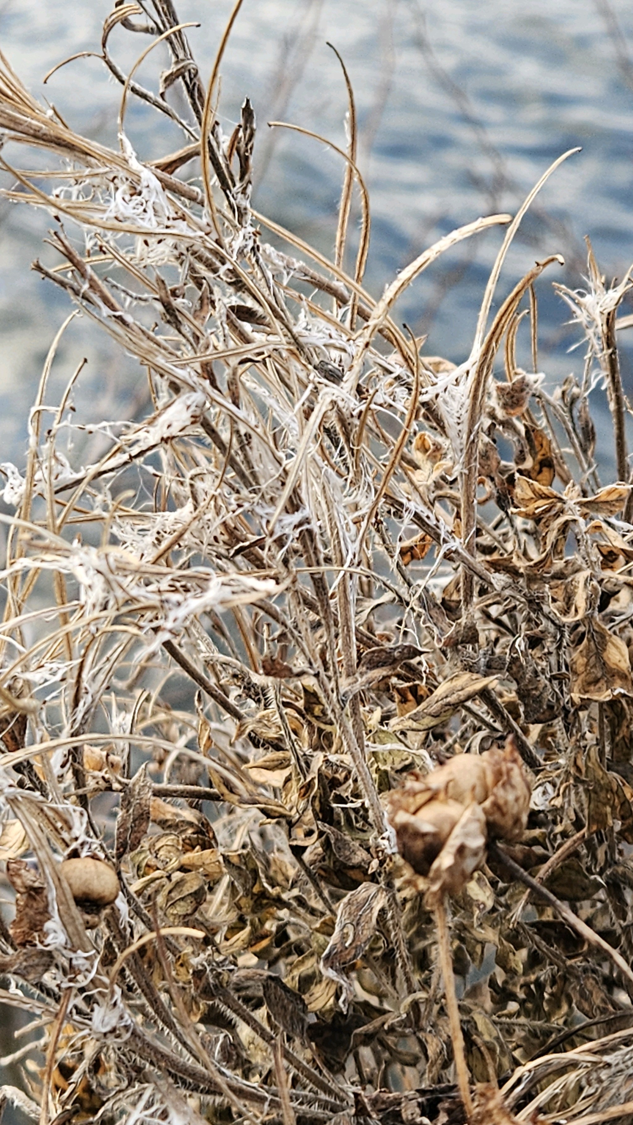 Epilobium (willowherbs) (alternate view 2)