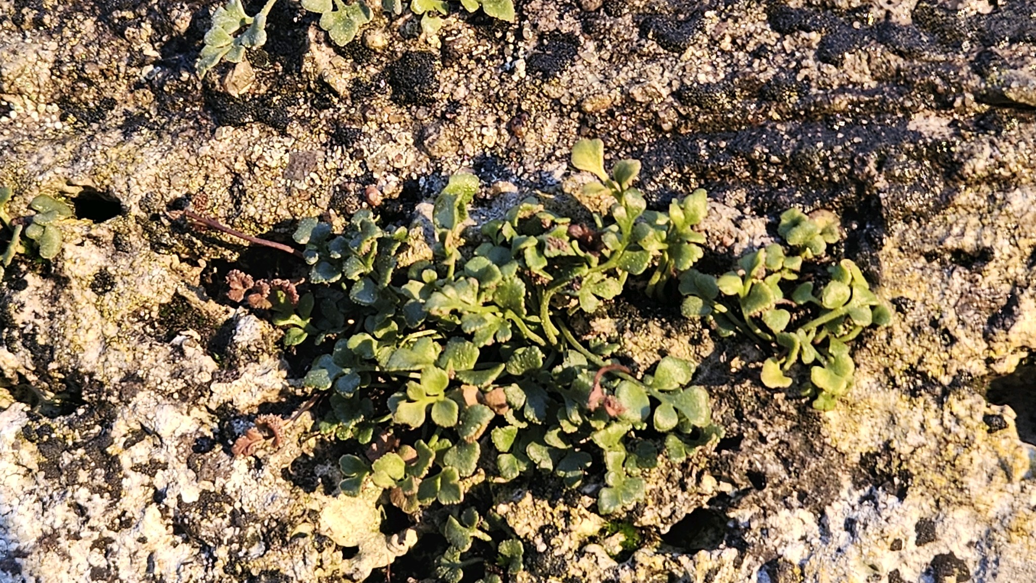 Asplenium (Spleenworts) (alternate view 2)
